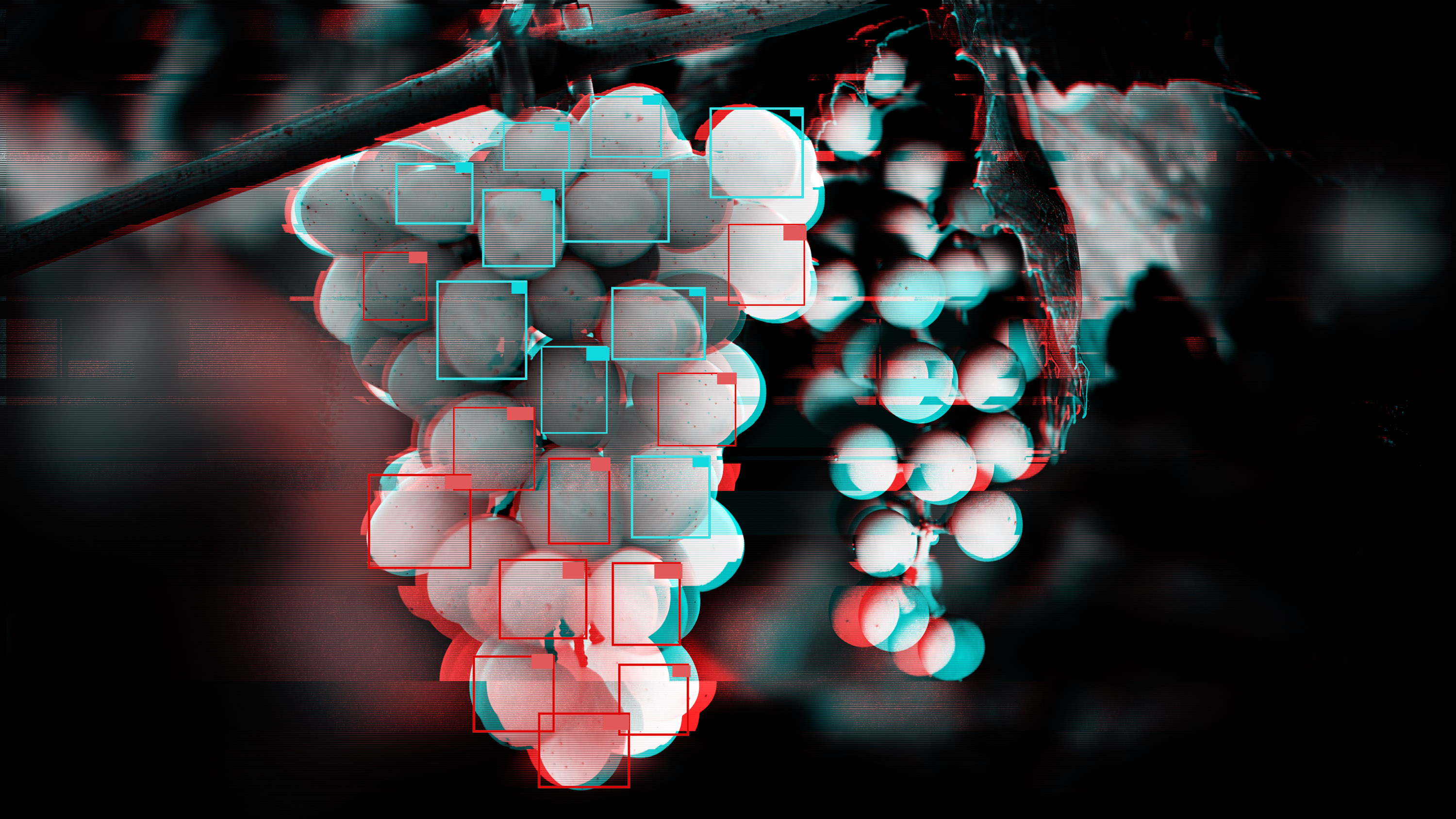 grapes on the vine with a anaglyph glitch effect. Facial recognition style boxes highlight each individual grape.