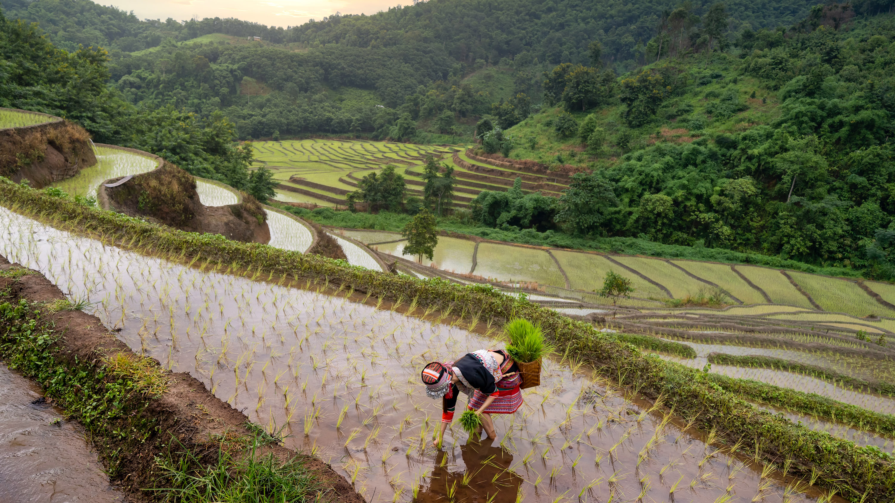 woman tending to a terraced rice farm