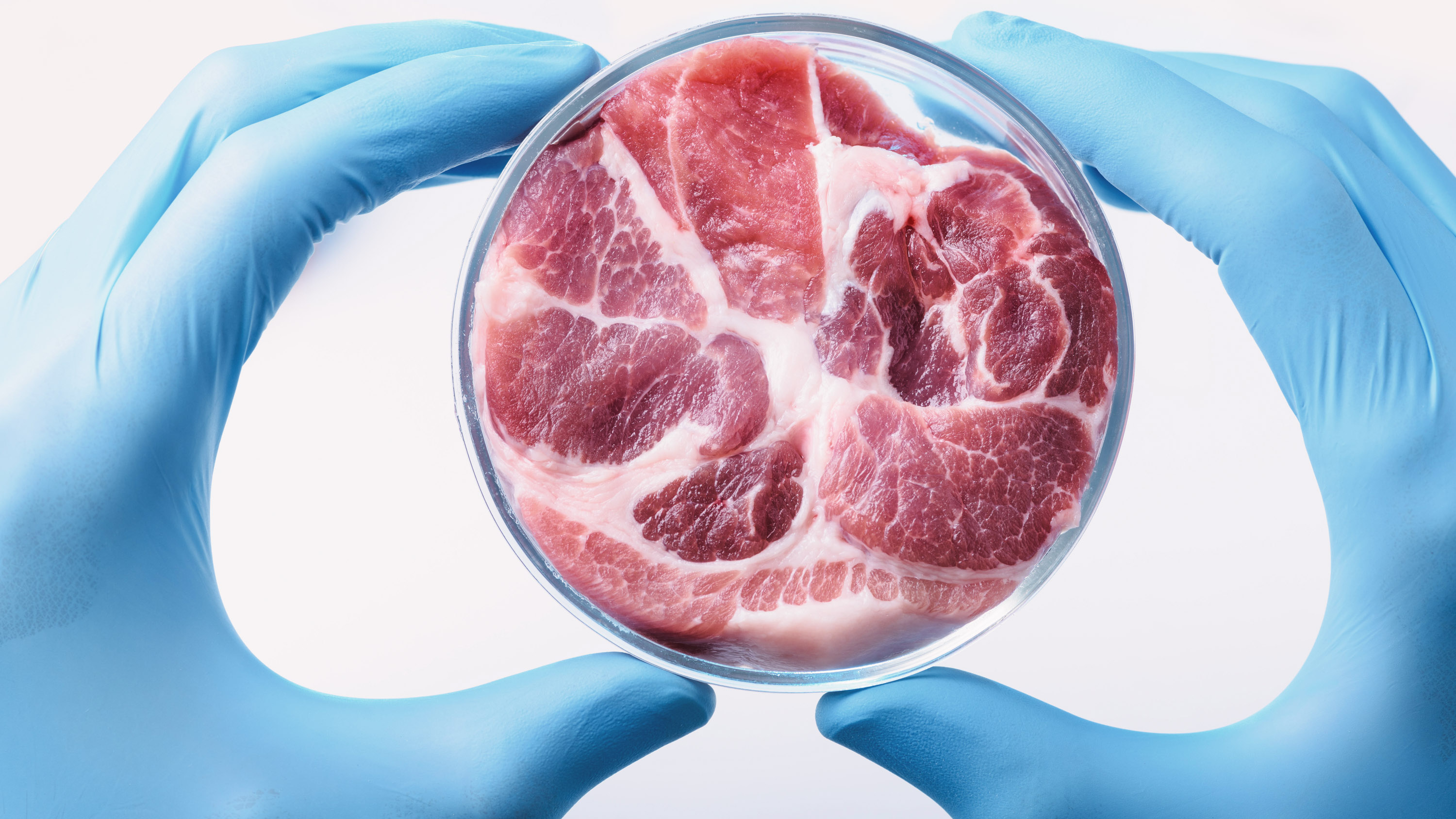 Raw whole meat sample in laboratory Petri dish.