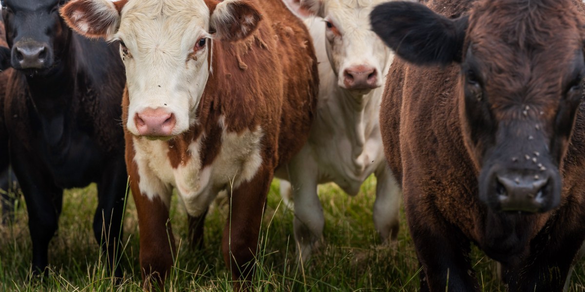 Una nueva enfermedad transmitida por garrapatas está matando al ganado en EE.UU.