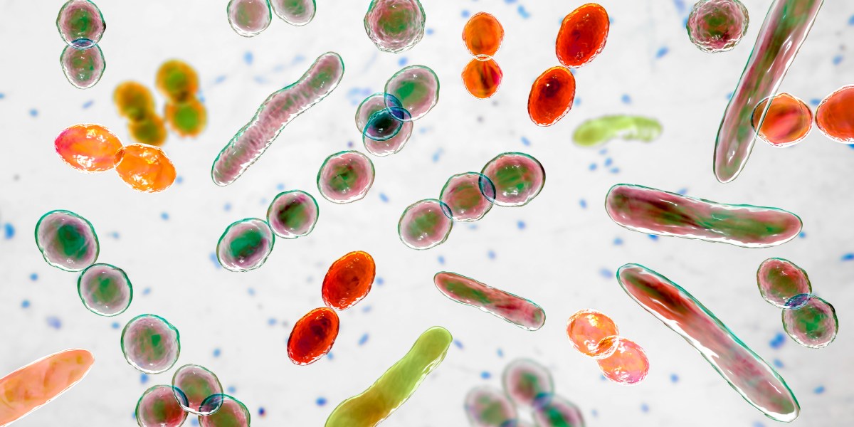 Your microbiome ages as you do—and that’s an issue