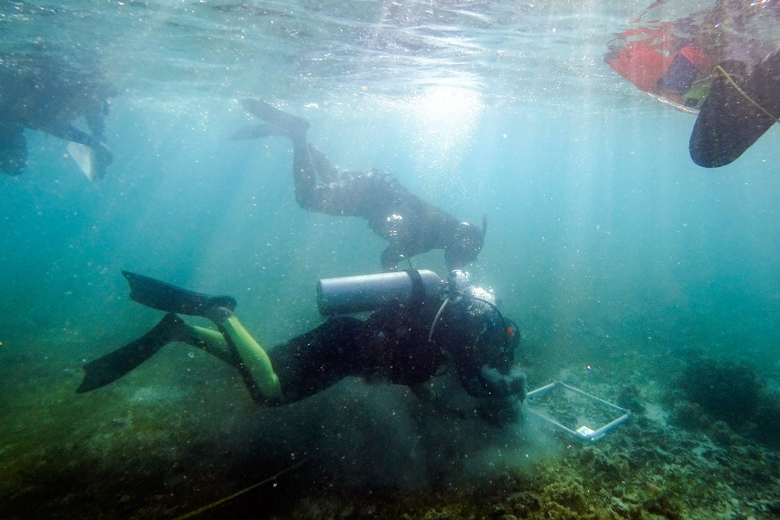 divers collecting seagrass samples