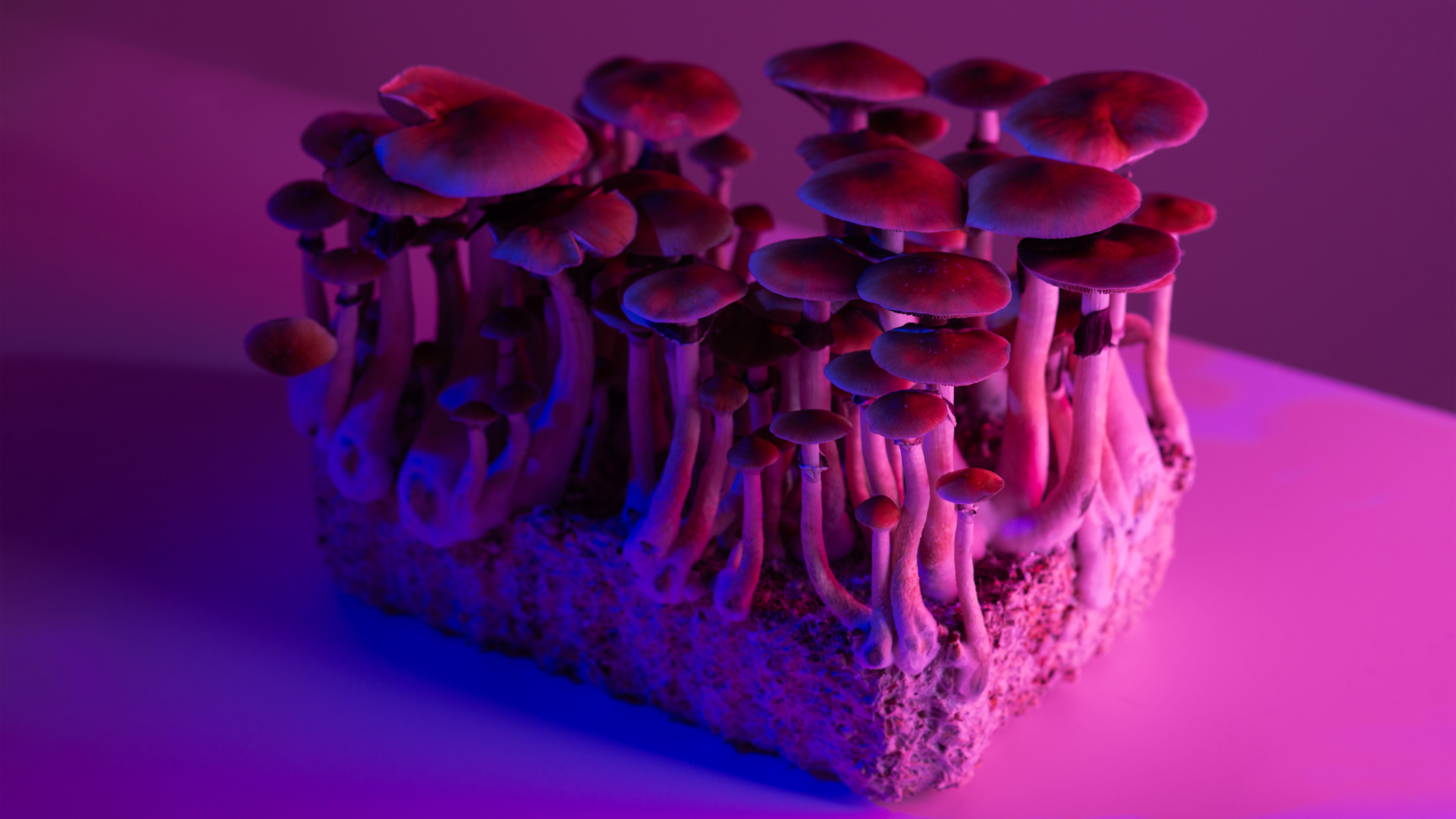 a block of cultivated psilocybe cubensis in pink and purple lighting