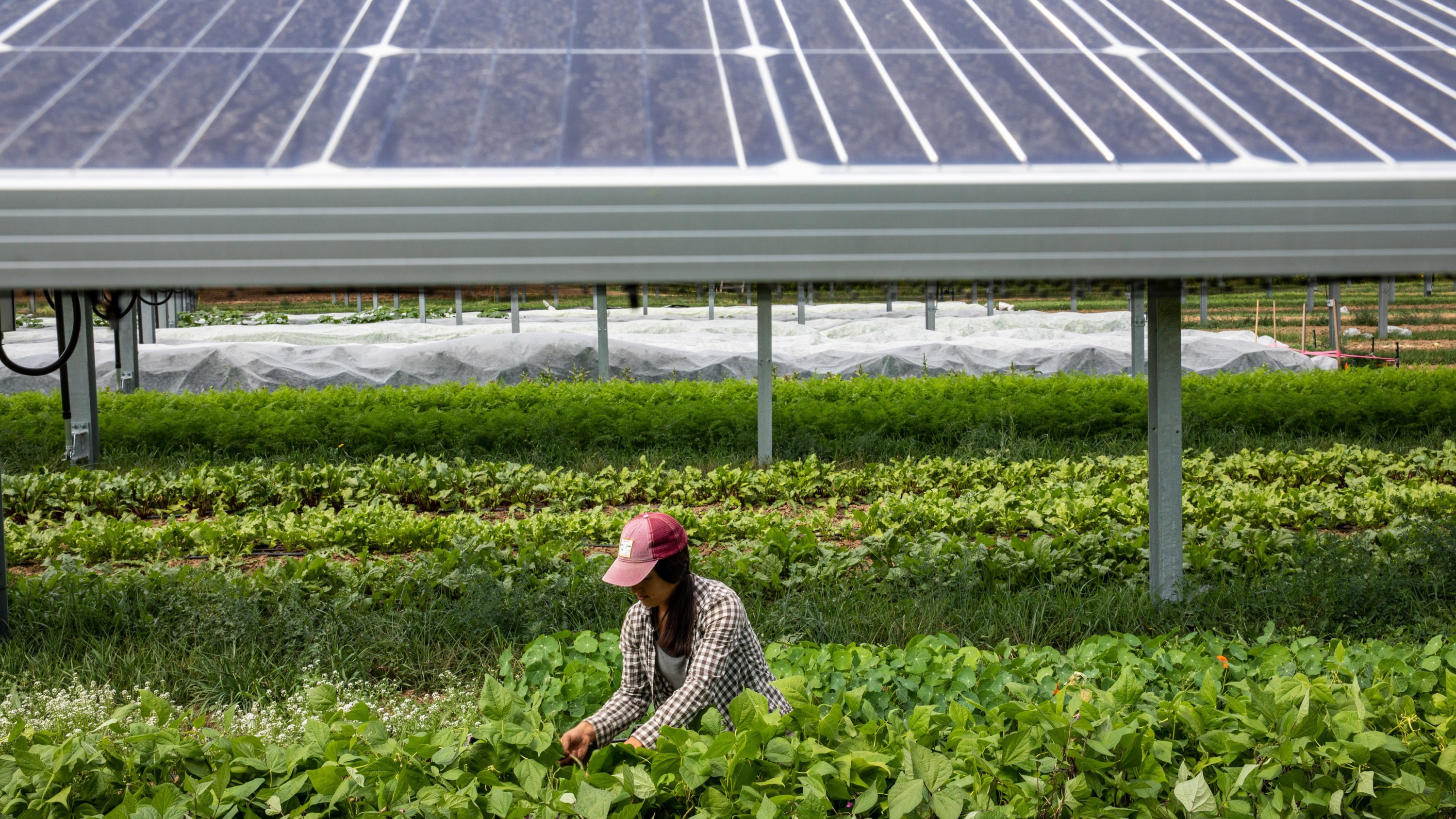 Brittany Staie picking produce in a field with solar panels behind her.