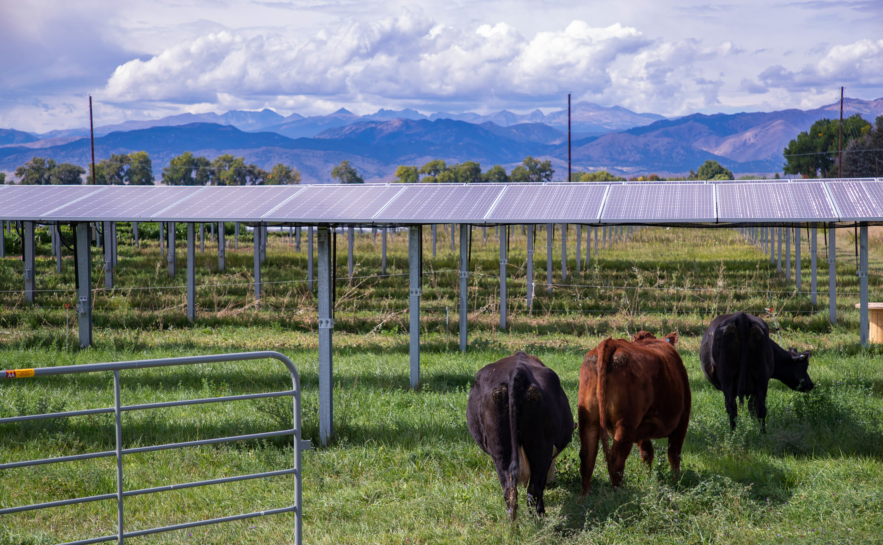three cows standing next to a row of solar panels