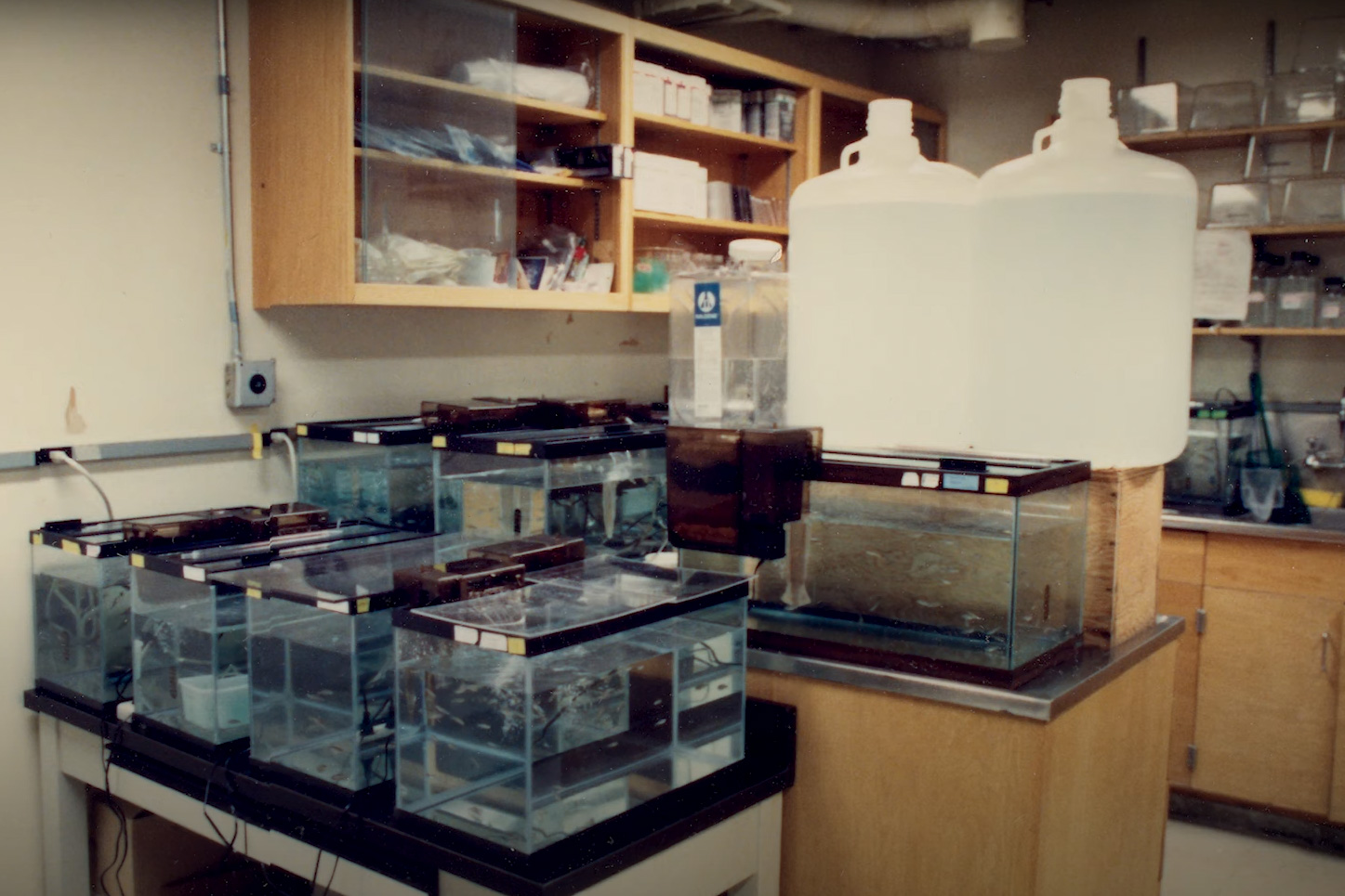 Une vue de l'espace du laboratoire Hopkins montrant des aquariums sur toutes les surfaces.