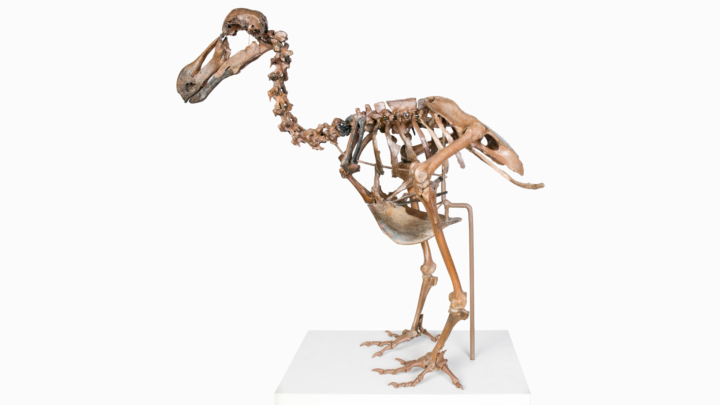 Dodo (Raphus cucullatus) skeleton