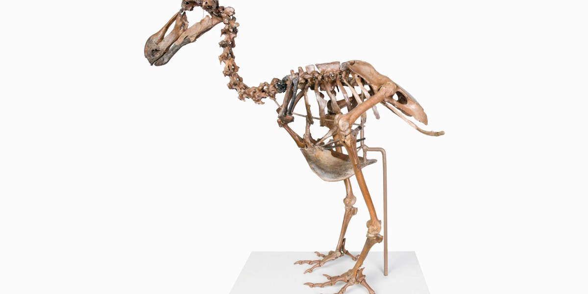A de-extinction firm is attempting to resurrect the dodo