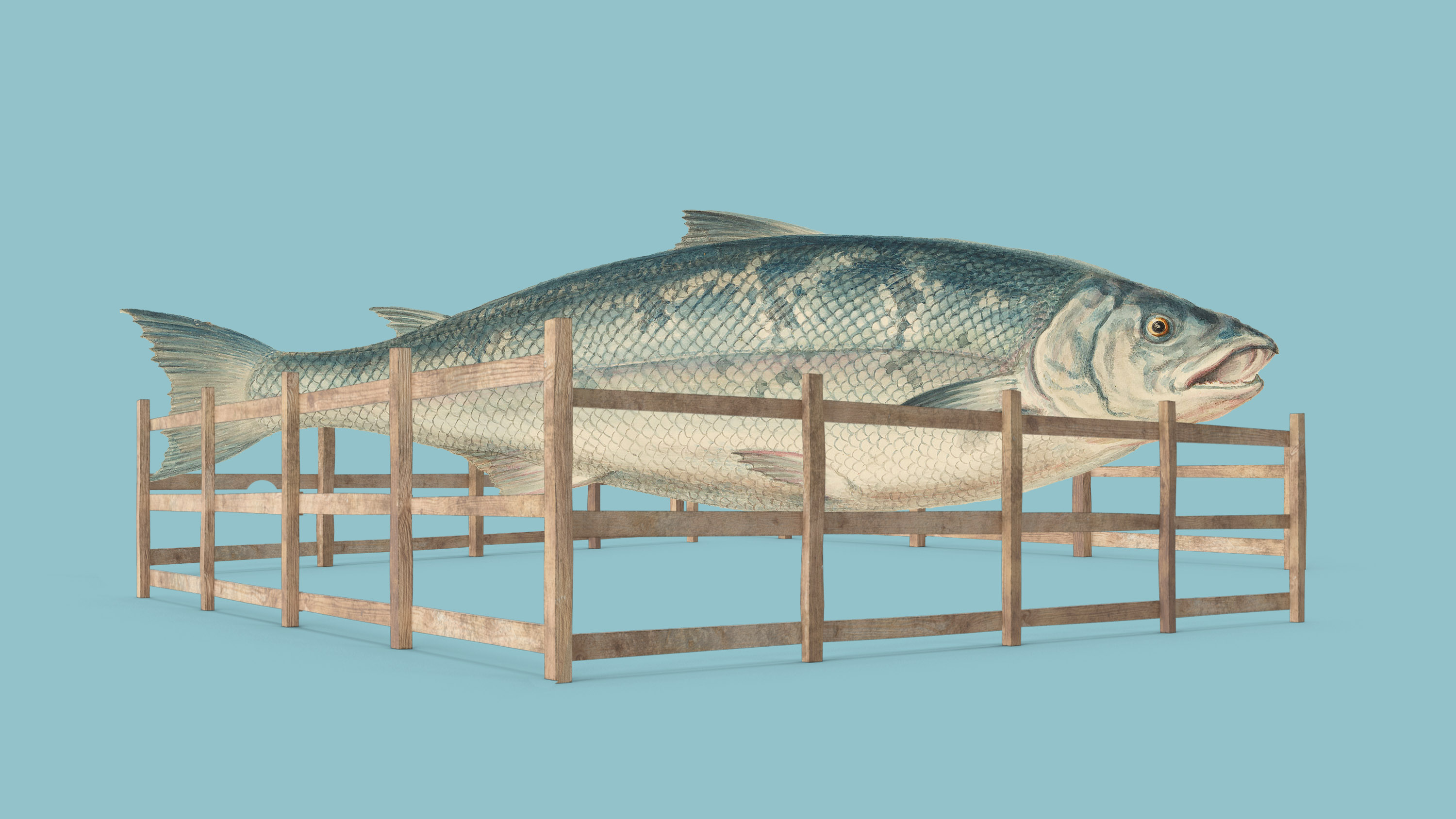 illustration of a large salmon in a small farm pen