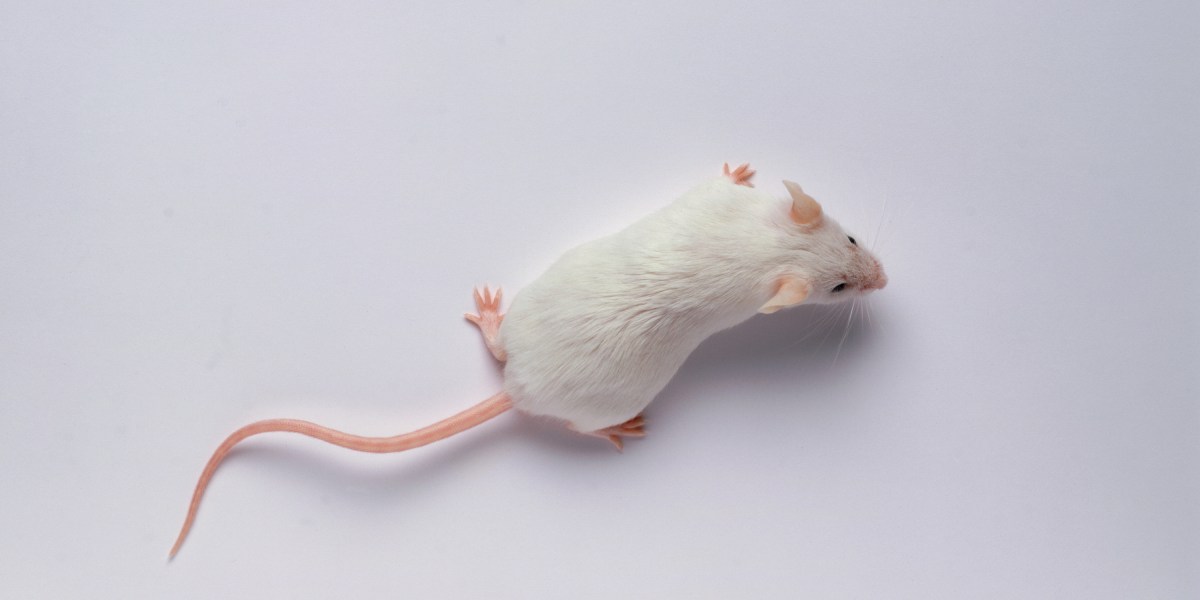 Startup dice que la reprogramación genética permite a los ratones vivir más tiempo