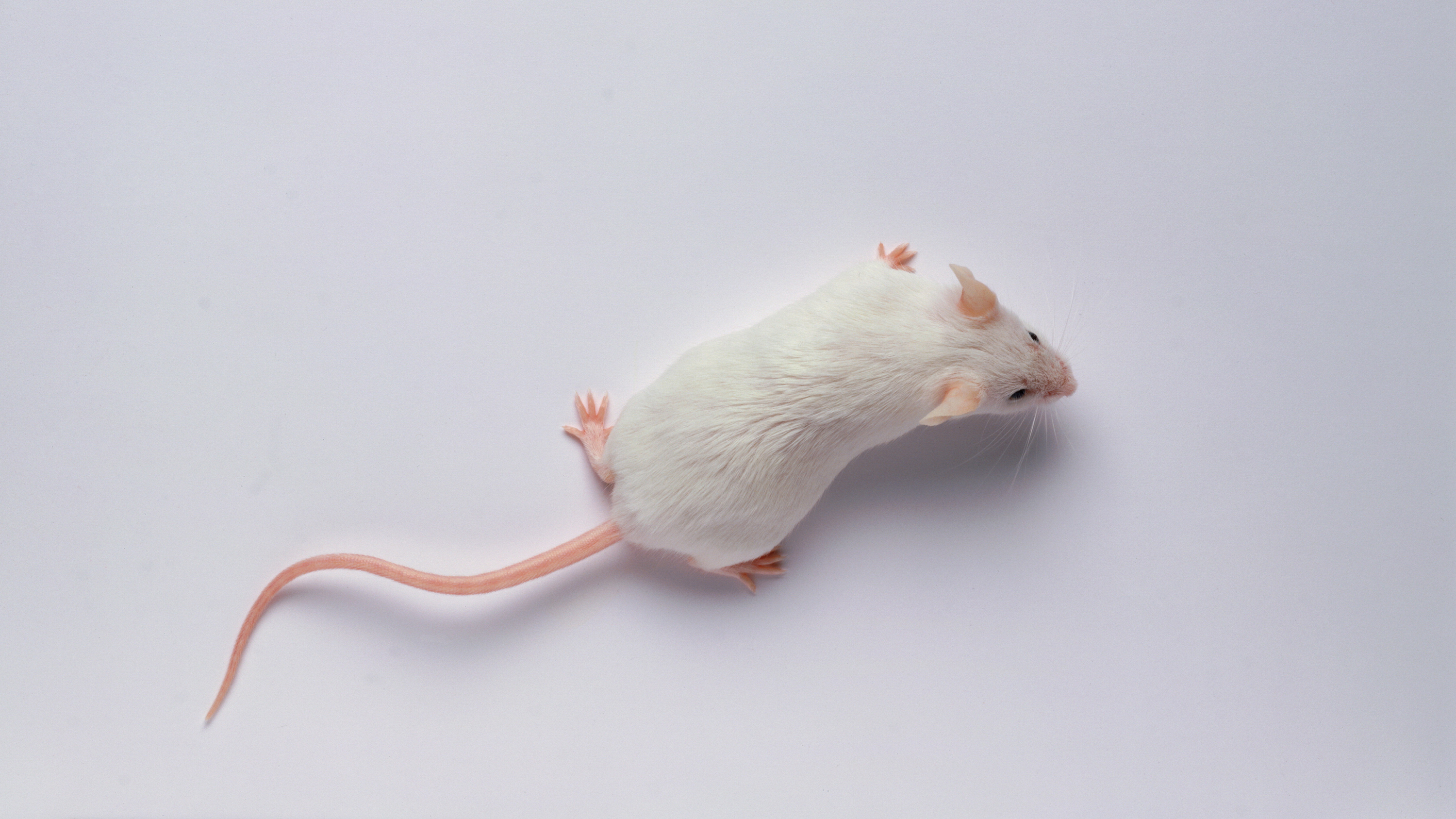 Startup says genetic reprogramming allows mice to live longer | MIT  Technology Review