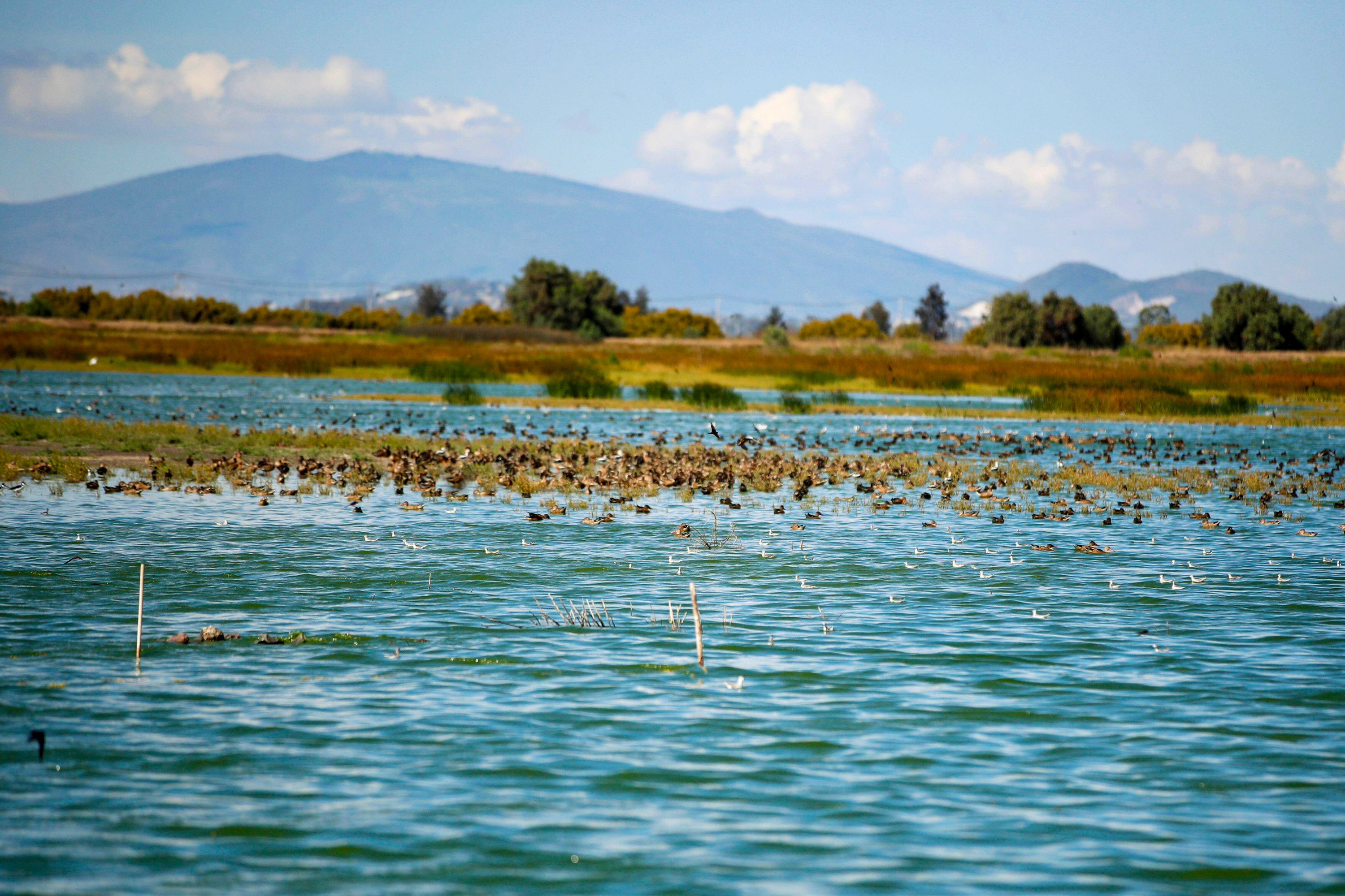 Birds in the Texcoco lake