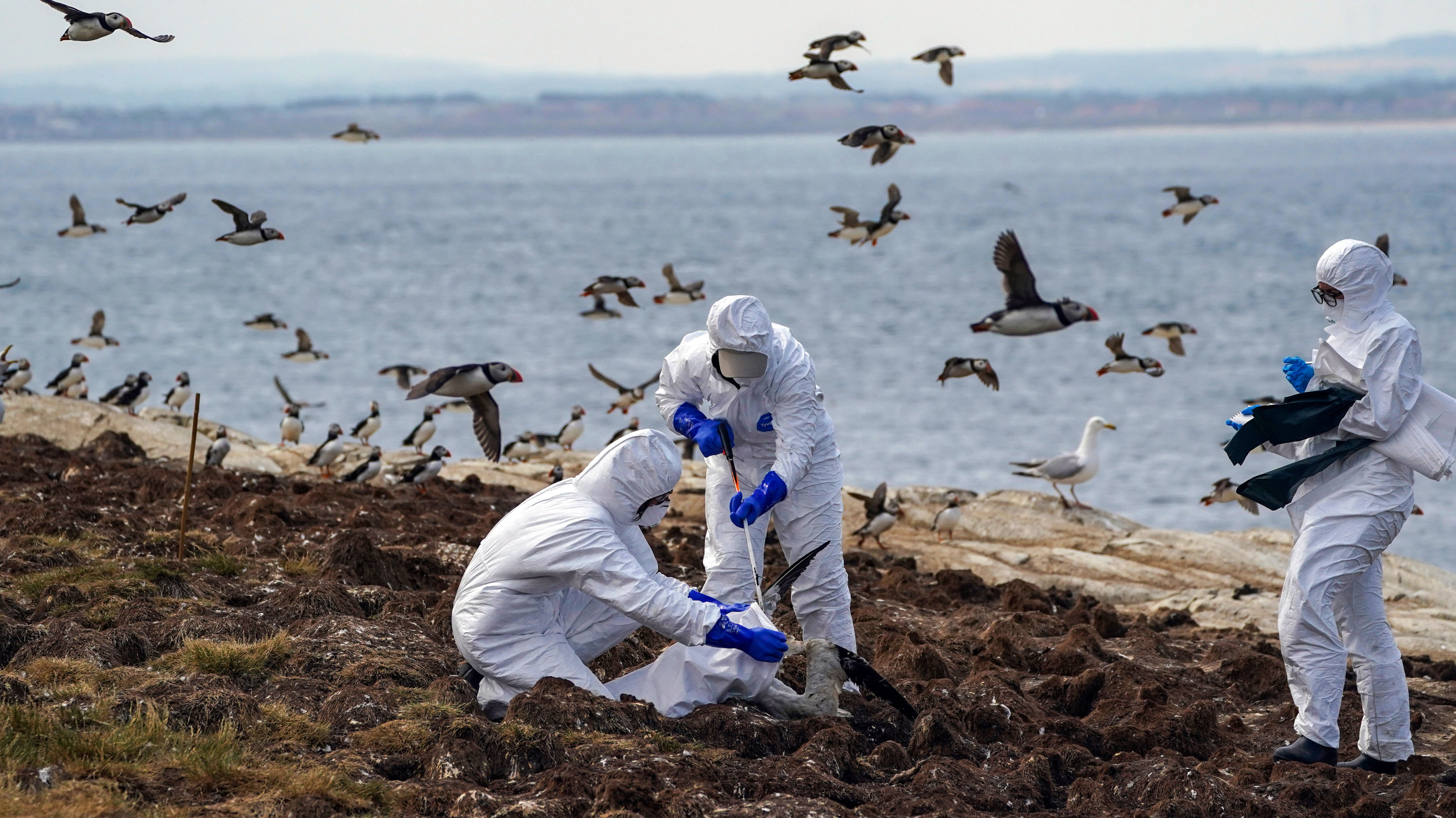 The National Trust team of rangers in protective suits clear deceased sea birds from Staple Island