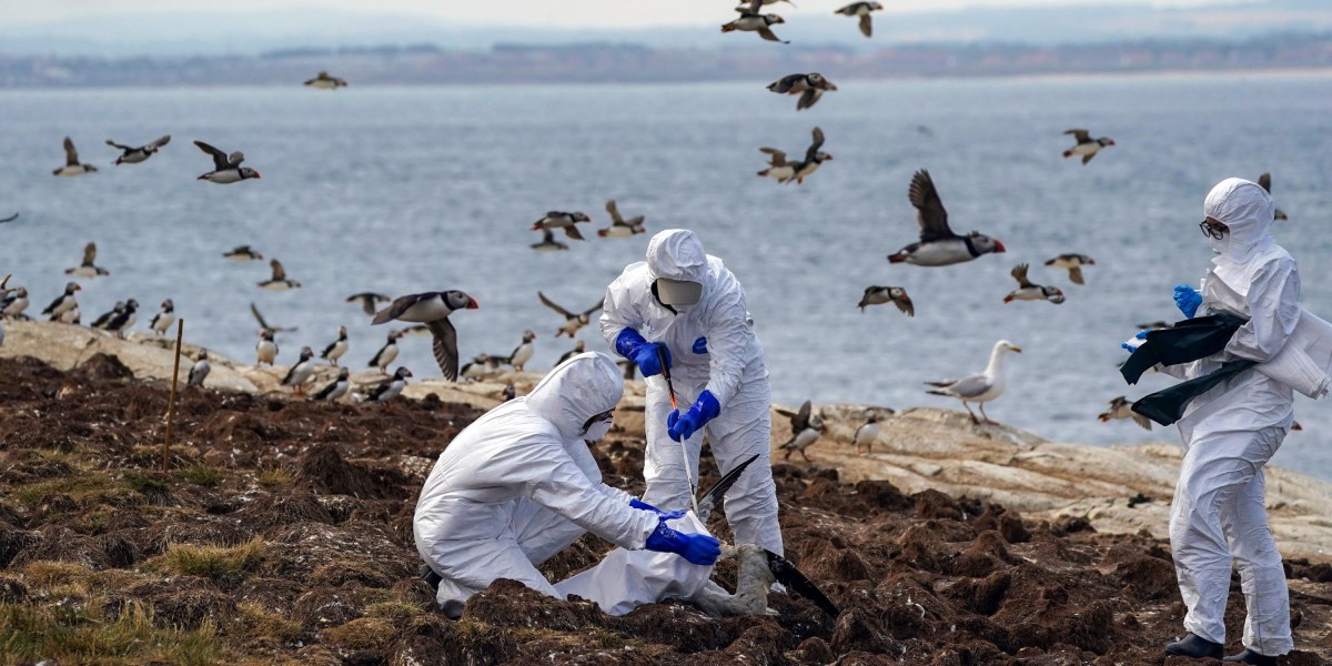 Nous n’avons pas besoin de paniquer à propos d’une pandémie de grippe aviaire – pour le moment