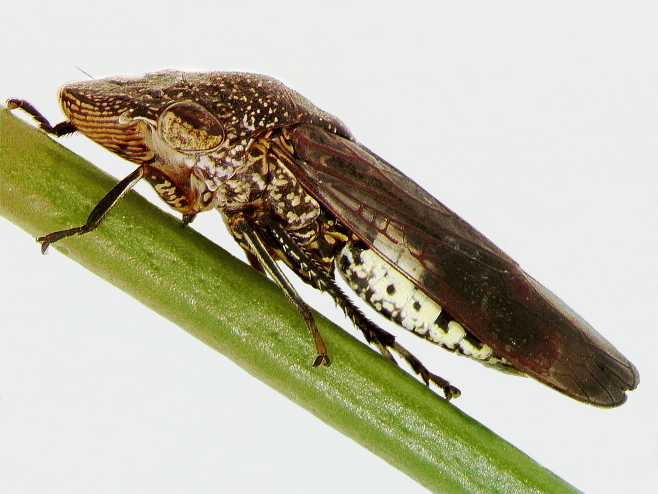 How CRISPR could help save crops from devastation caused by pests