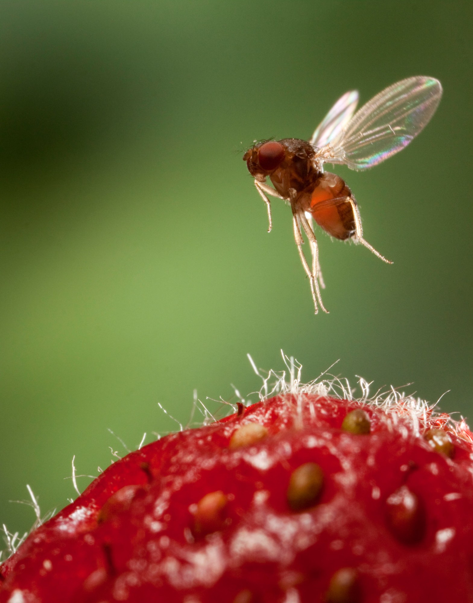 Mosca de la fruta de ala manchada hembra (Drosophila suzukii) en vuelo sobre una fresa.