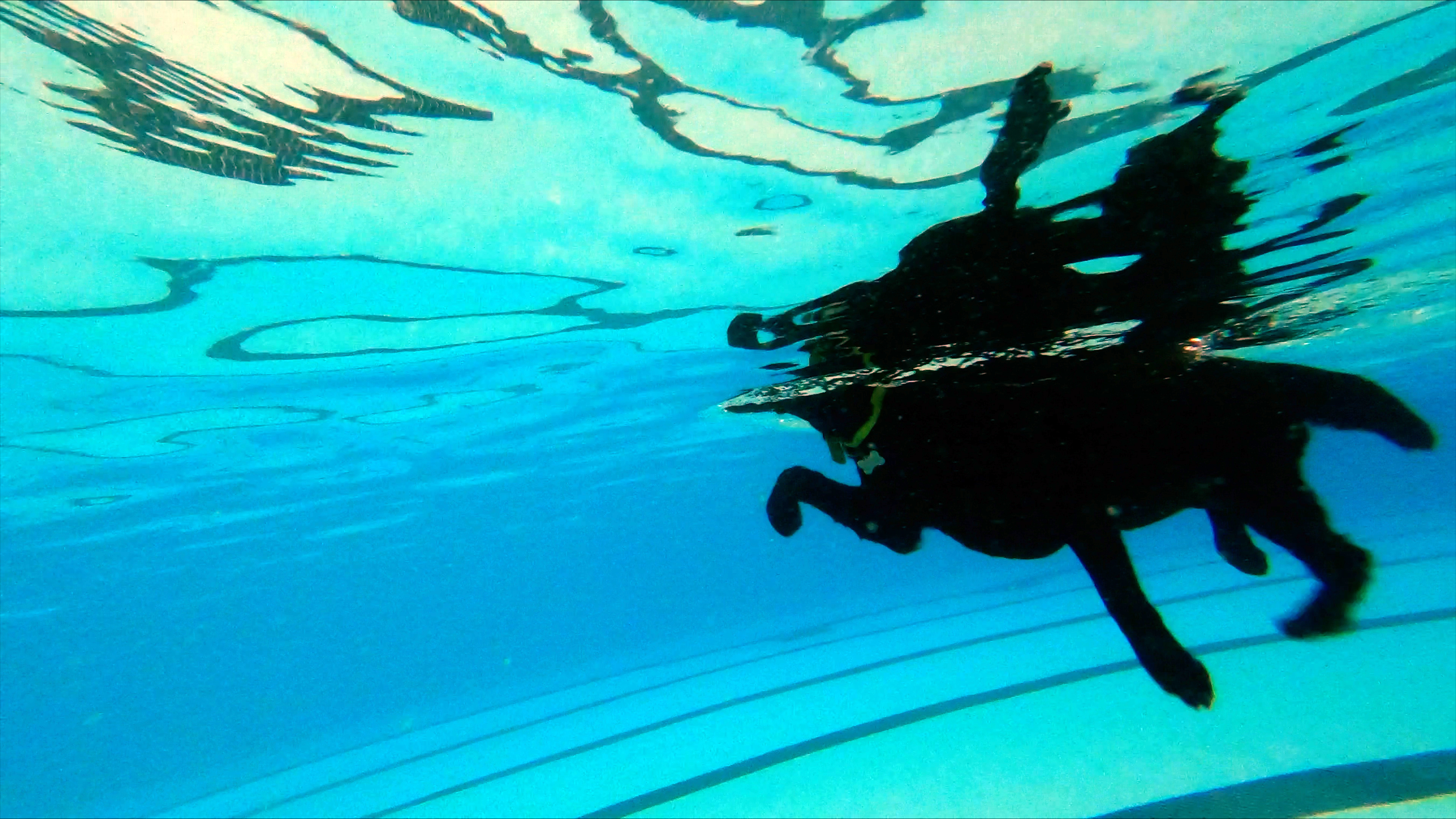 view from underwater of a black dog swimming in a pool
