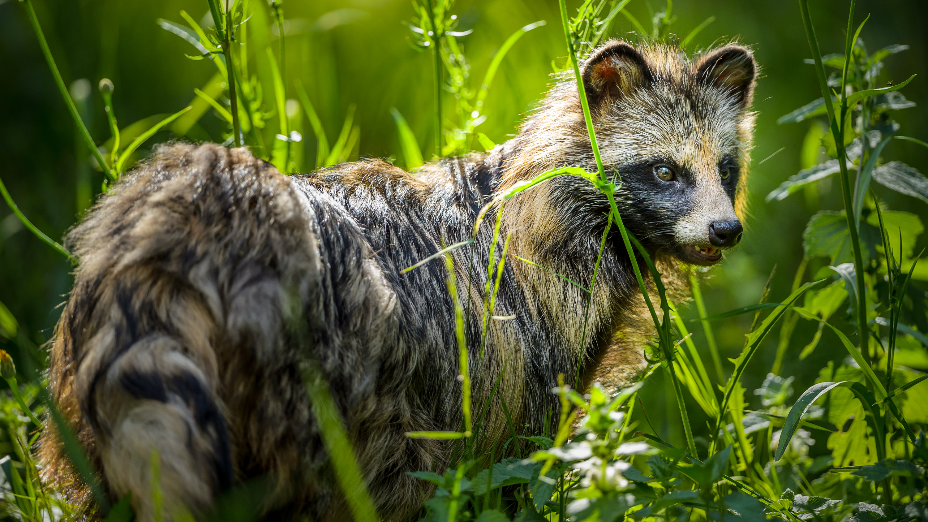 Raccoon Dog, Nyctereutes procyonoides in tall grass