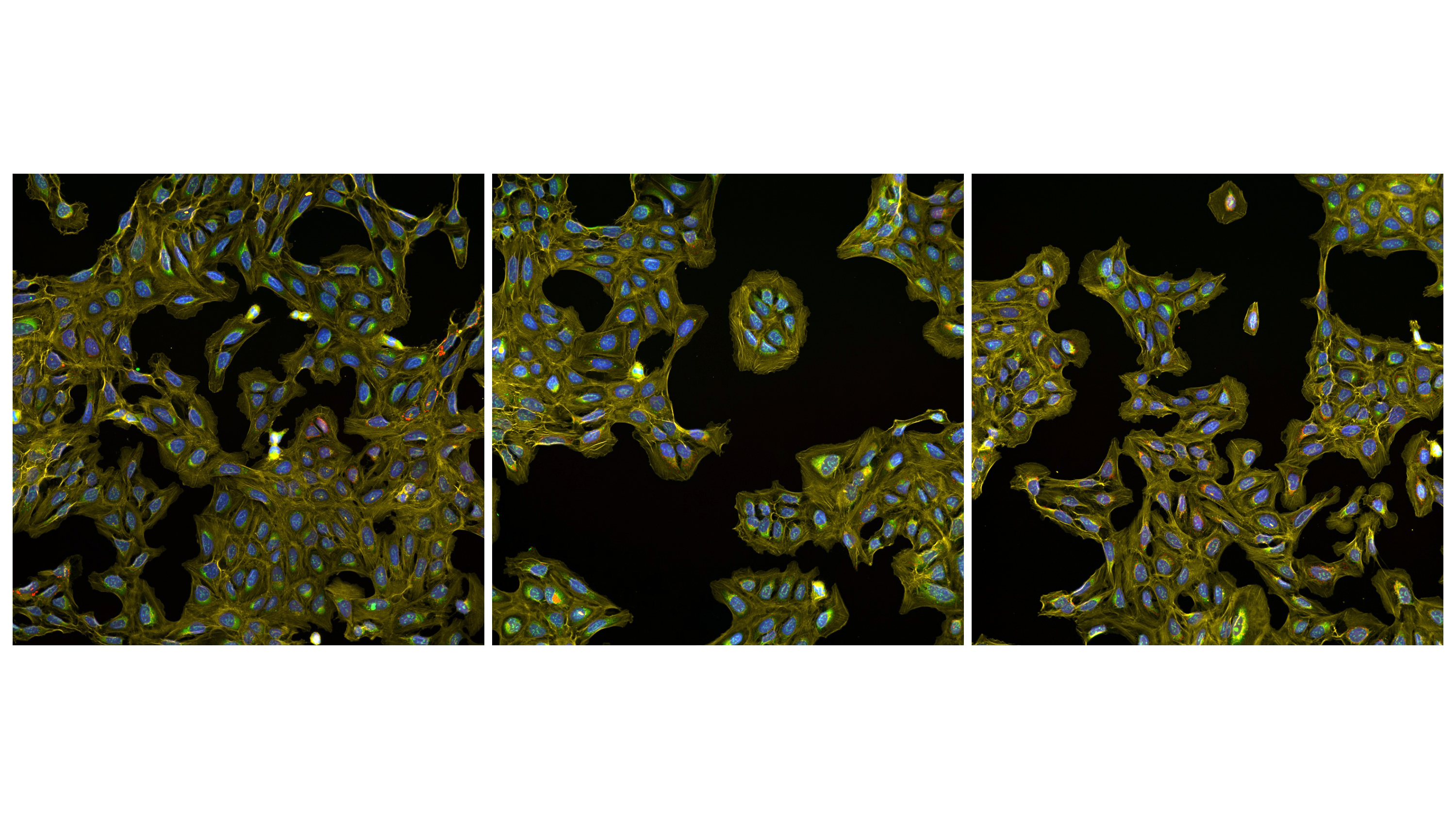 3 research images of cells