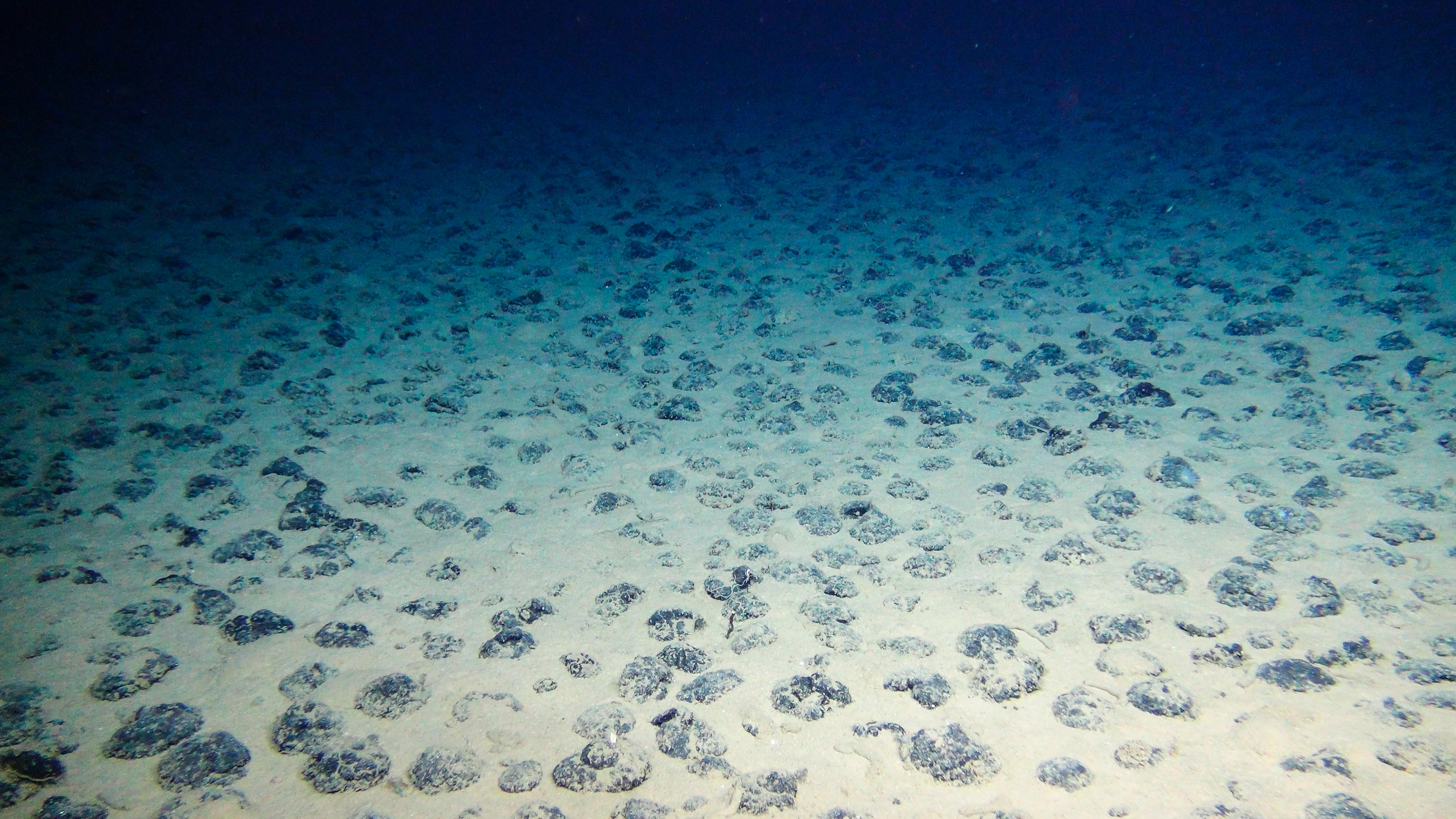 manganese nodules in the Clarion Clipperton Fracture Zone seabed
