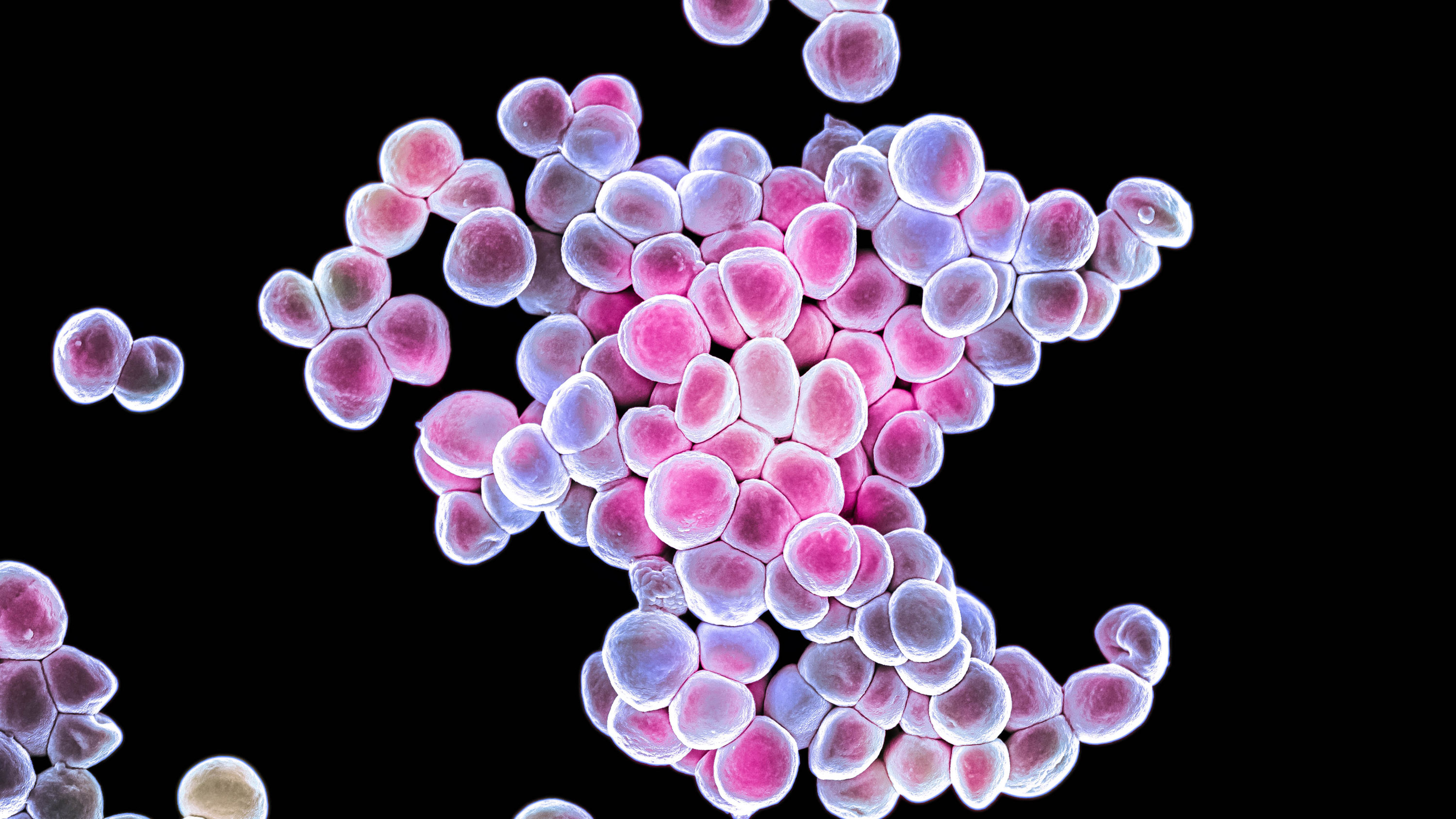 Colour enhanced scanning electron micrograph (SEM) of Staphylococcus epidermidis diplococci