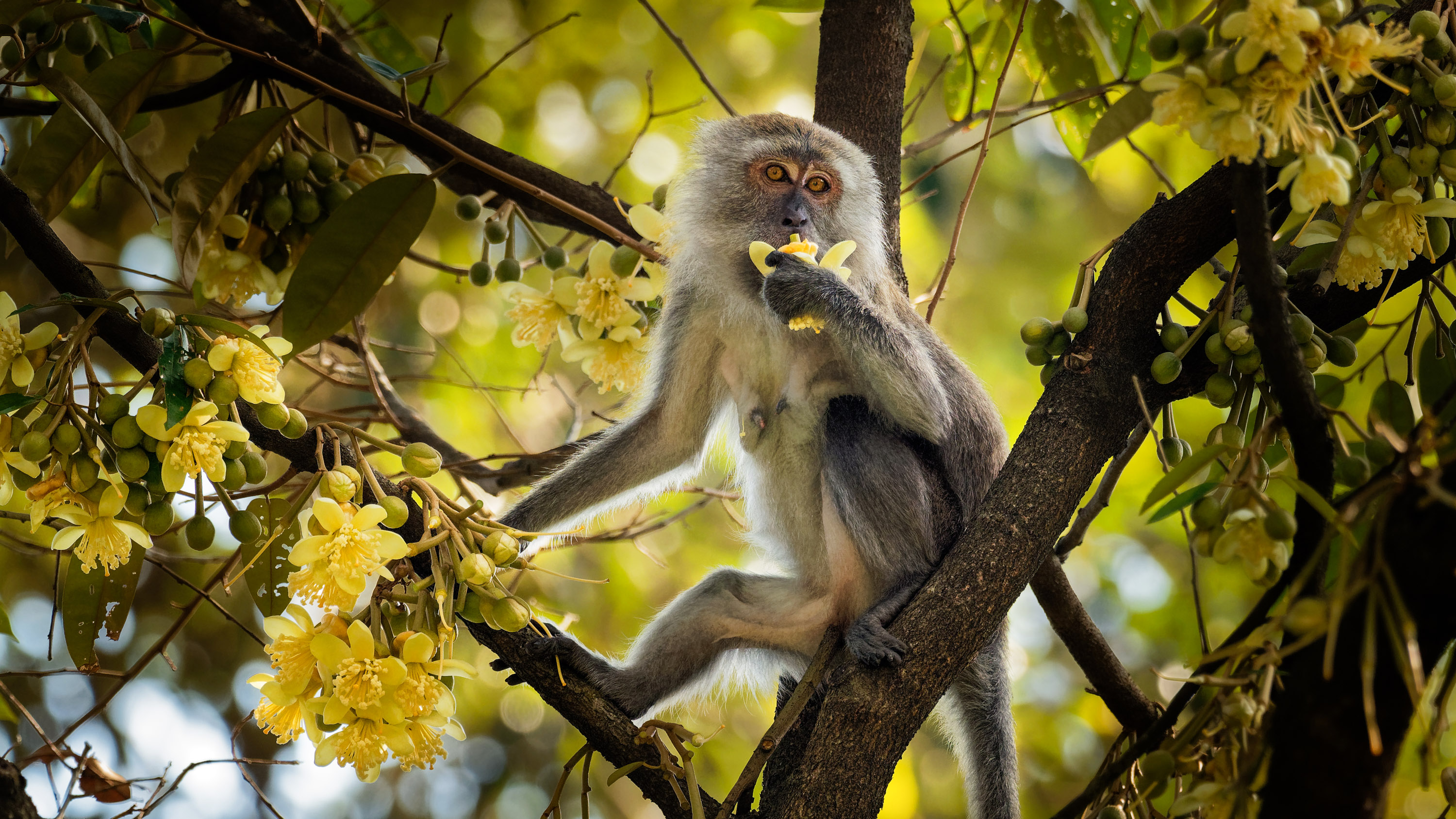 A cynomolgus monkey in a tree holding a flower to its mouth