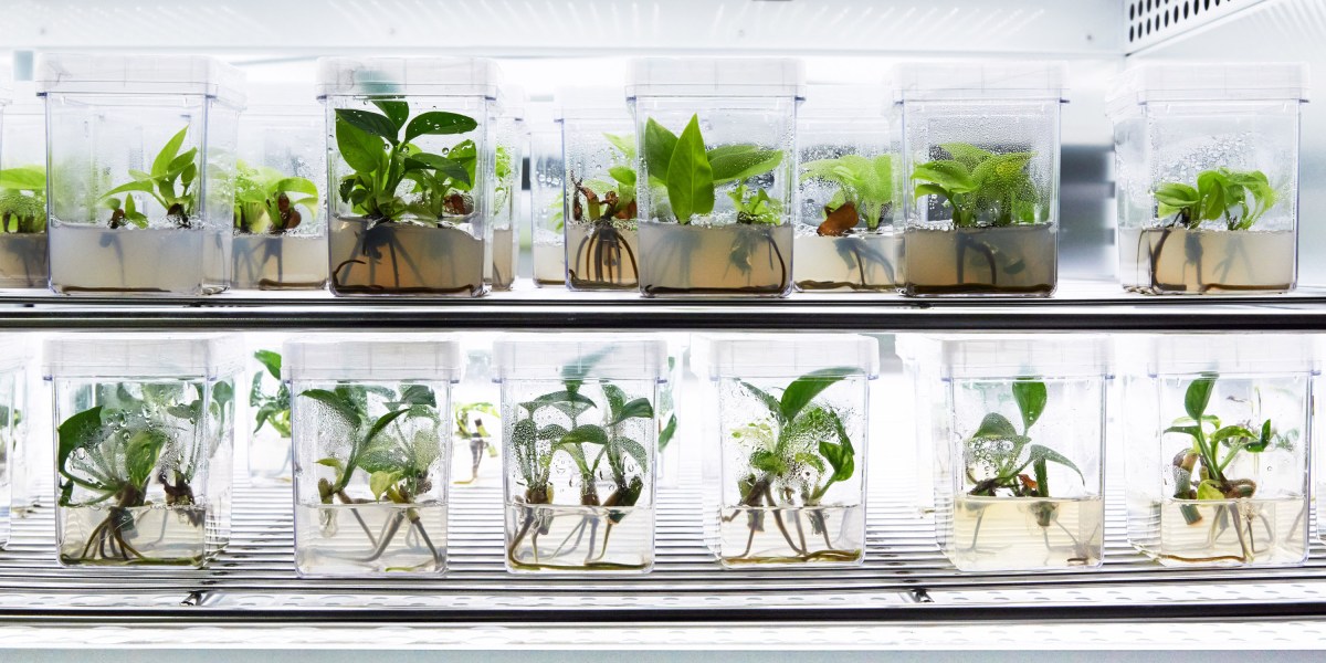 Las cualidades de limpieza del aire de las plantas obtienen un abucheo modificado genéticamente