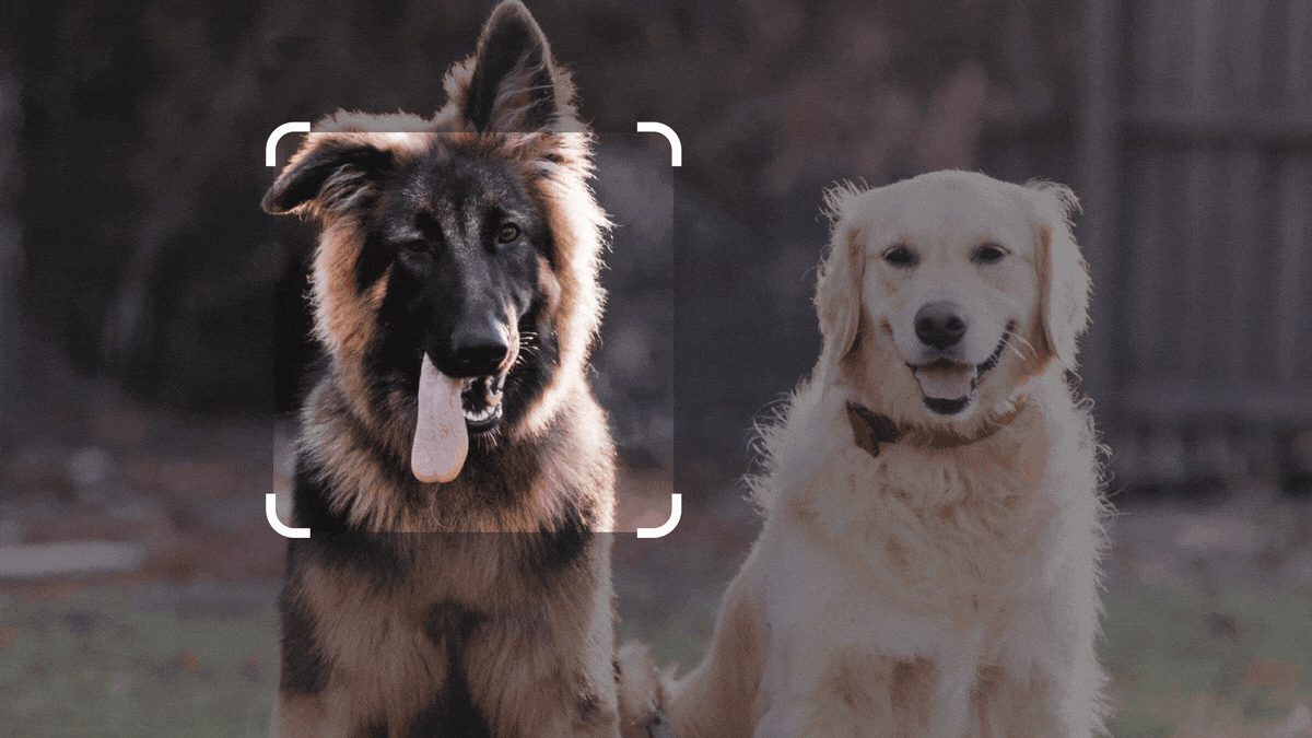 a rangefinder style box finding the faces of two dogs