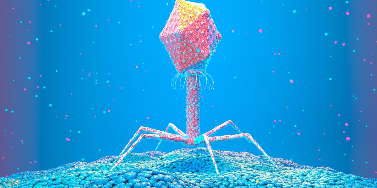 Why tiny viruses might be our greatest wager in opposition to antimicrobial resistance