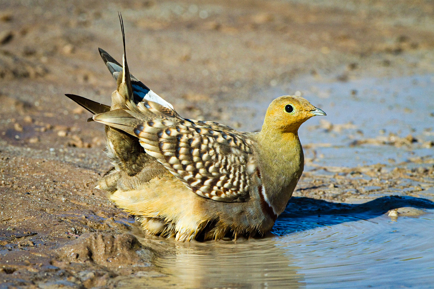 a sandgrouse at the water&#039;s edge