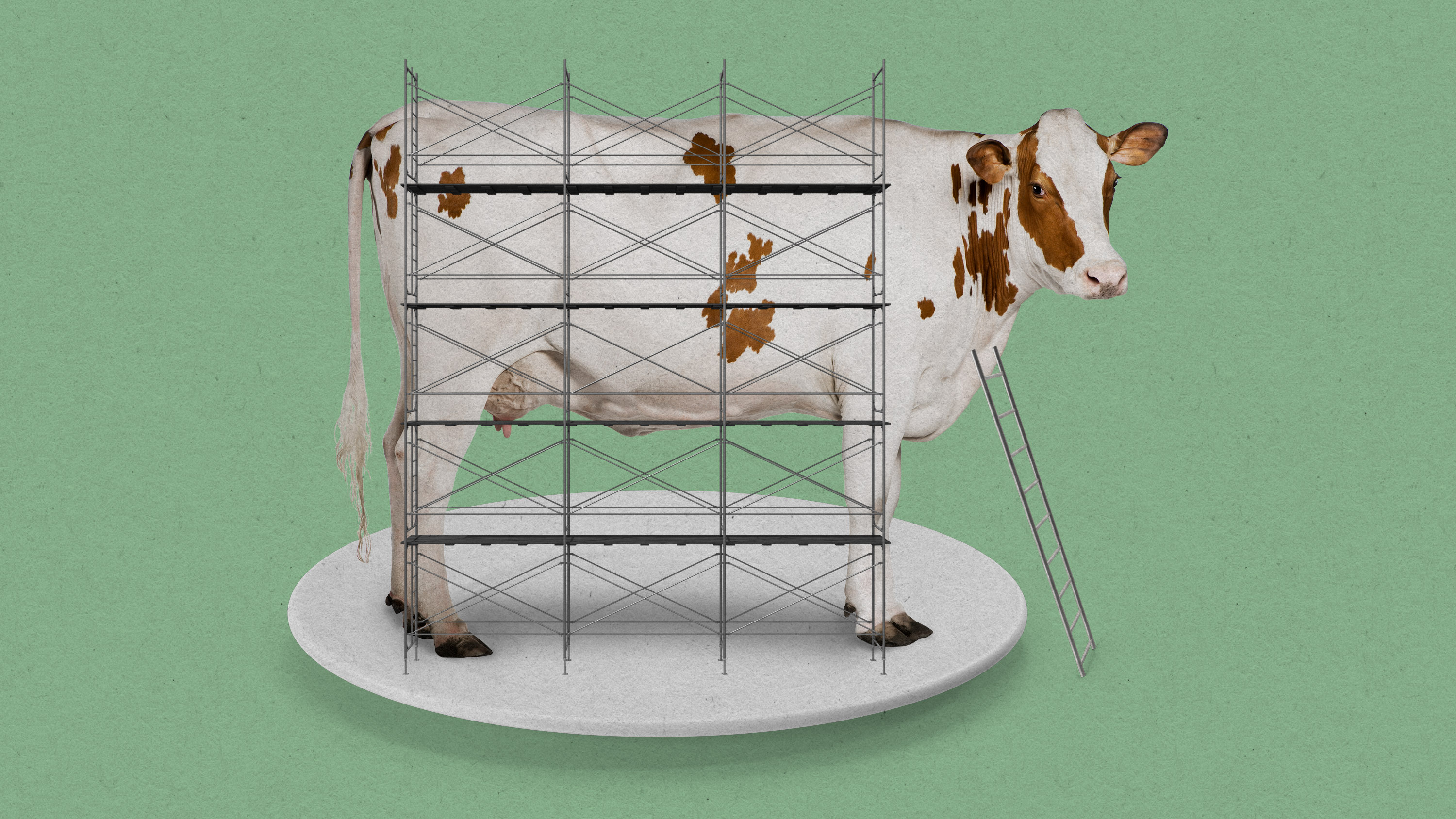 a cow on a white plate with scaffolding