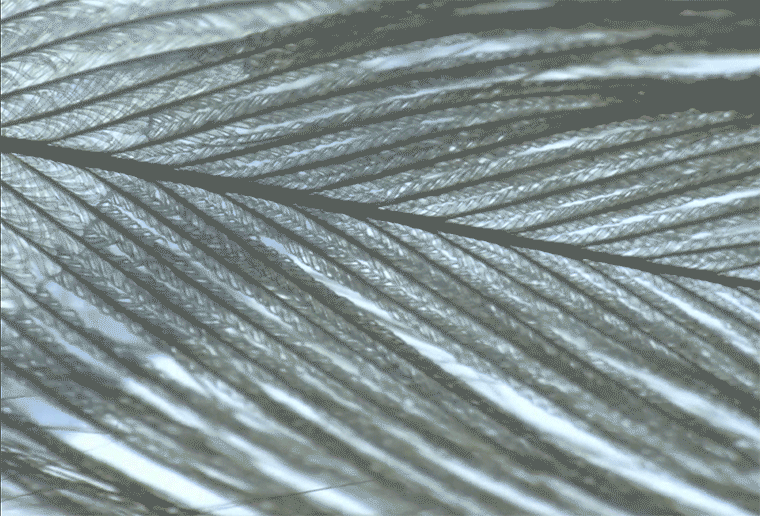 water moving through a feather