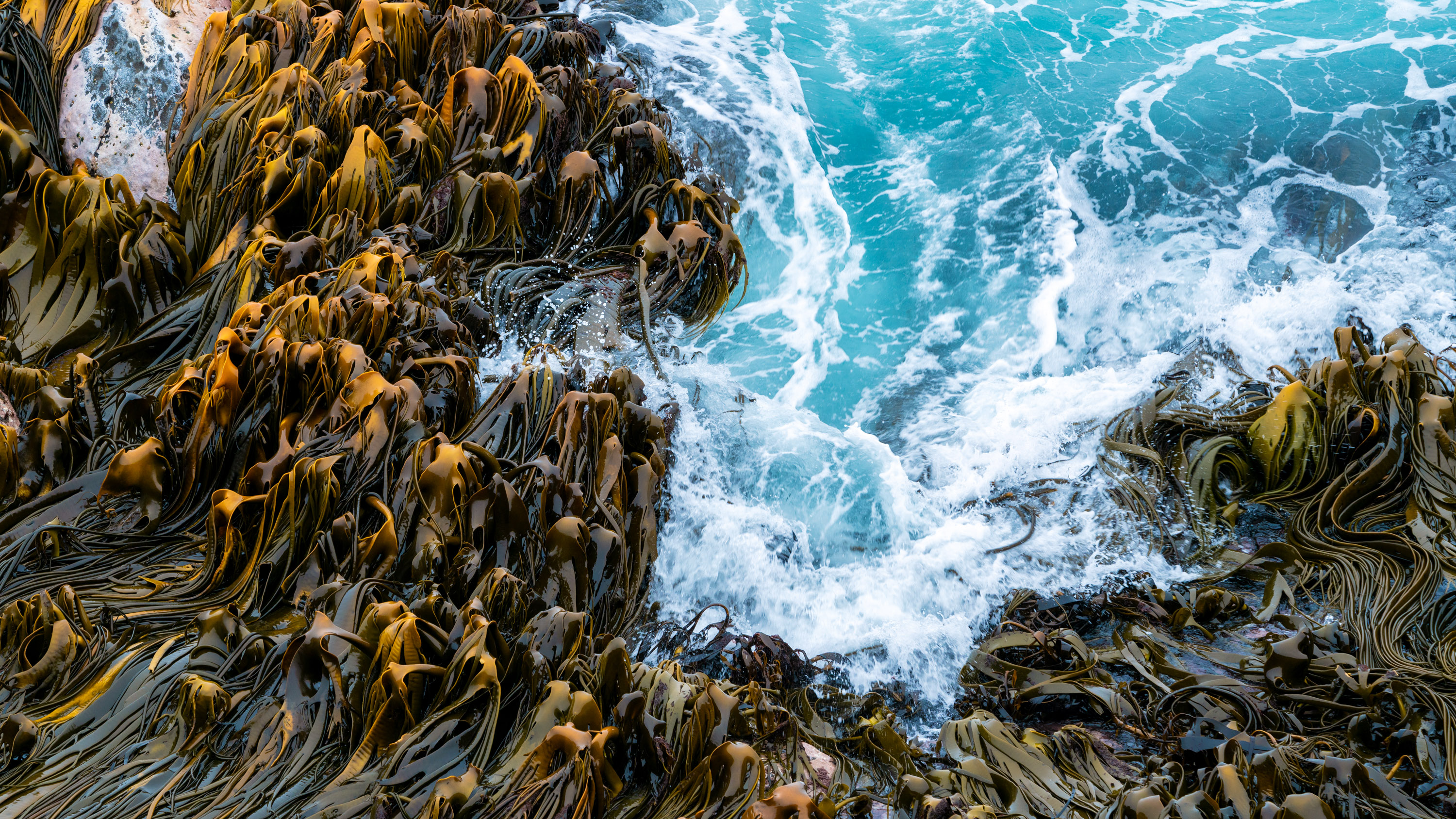 New Zealand bull kelp against sea waves