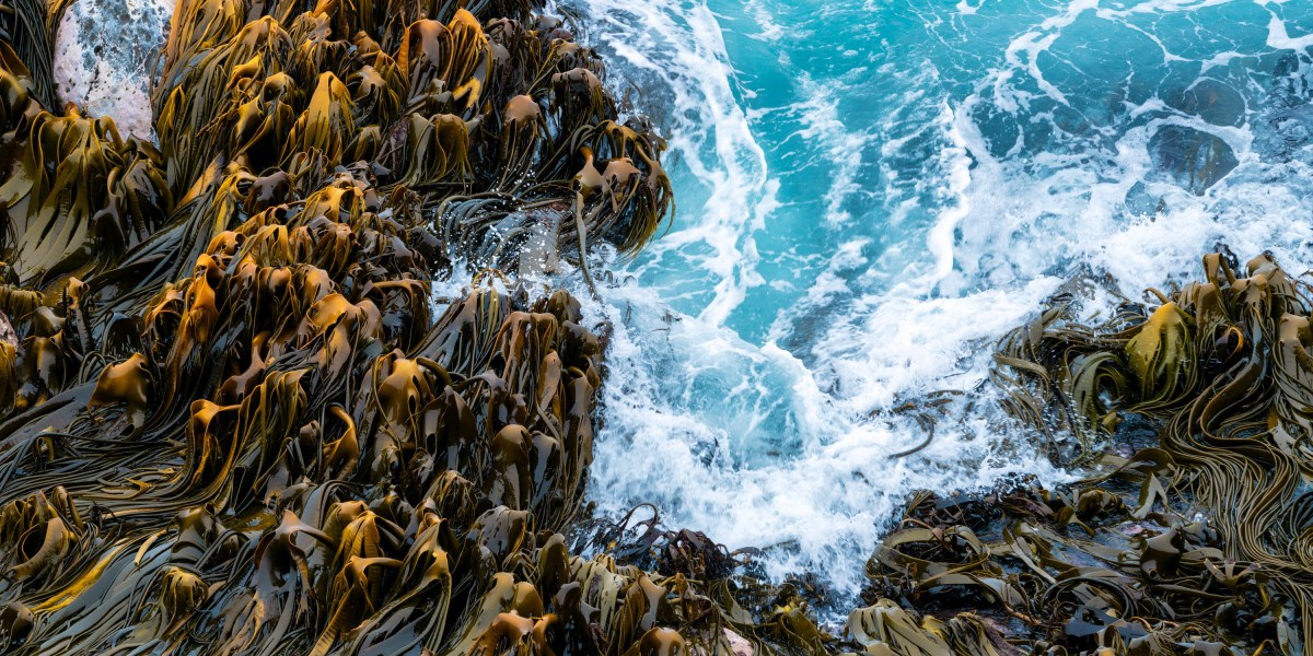 The hope and hype of seaweed farming for carbon removal