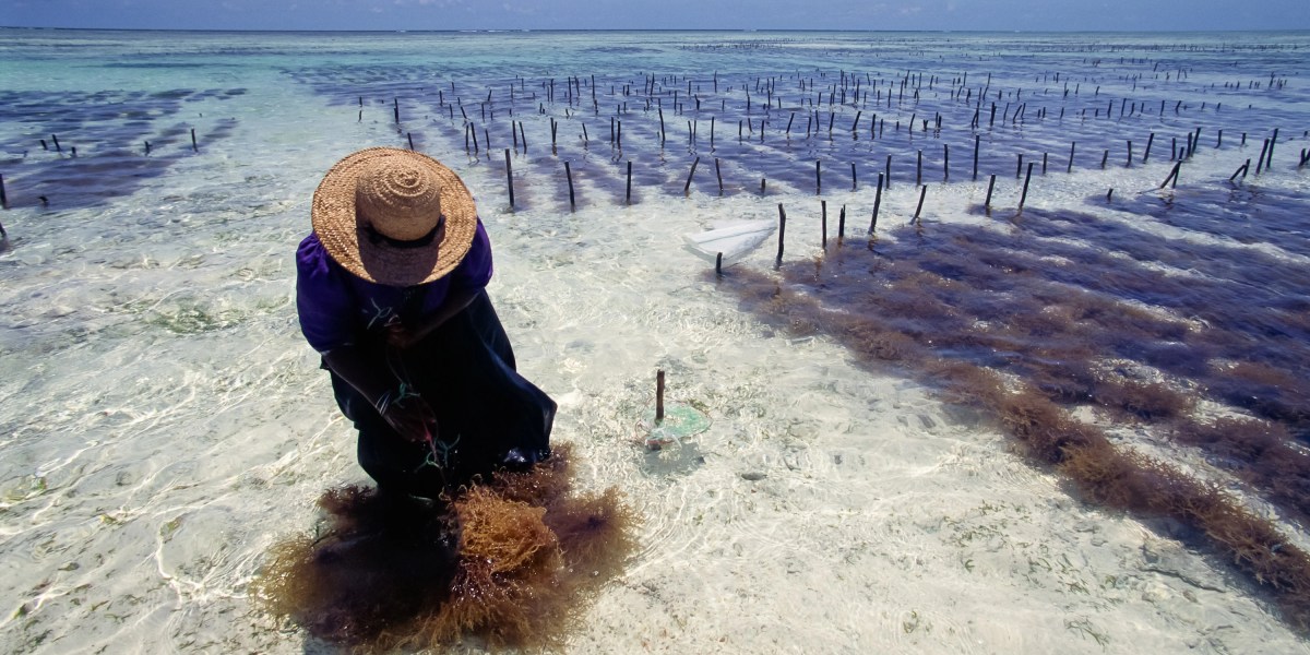 El cultivo de algas marinas para la captura de carbono ocuparía demasiado del océano