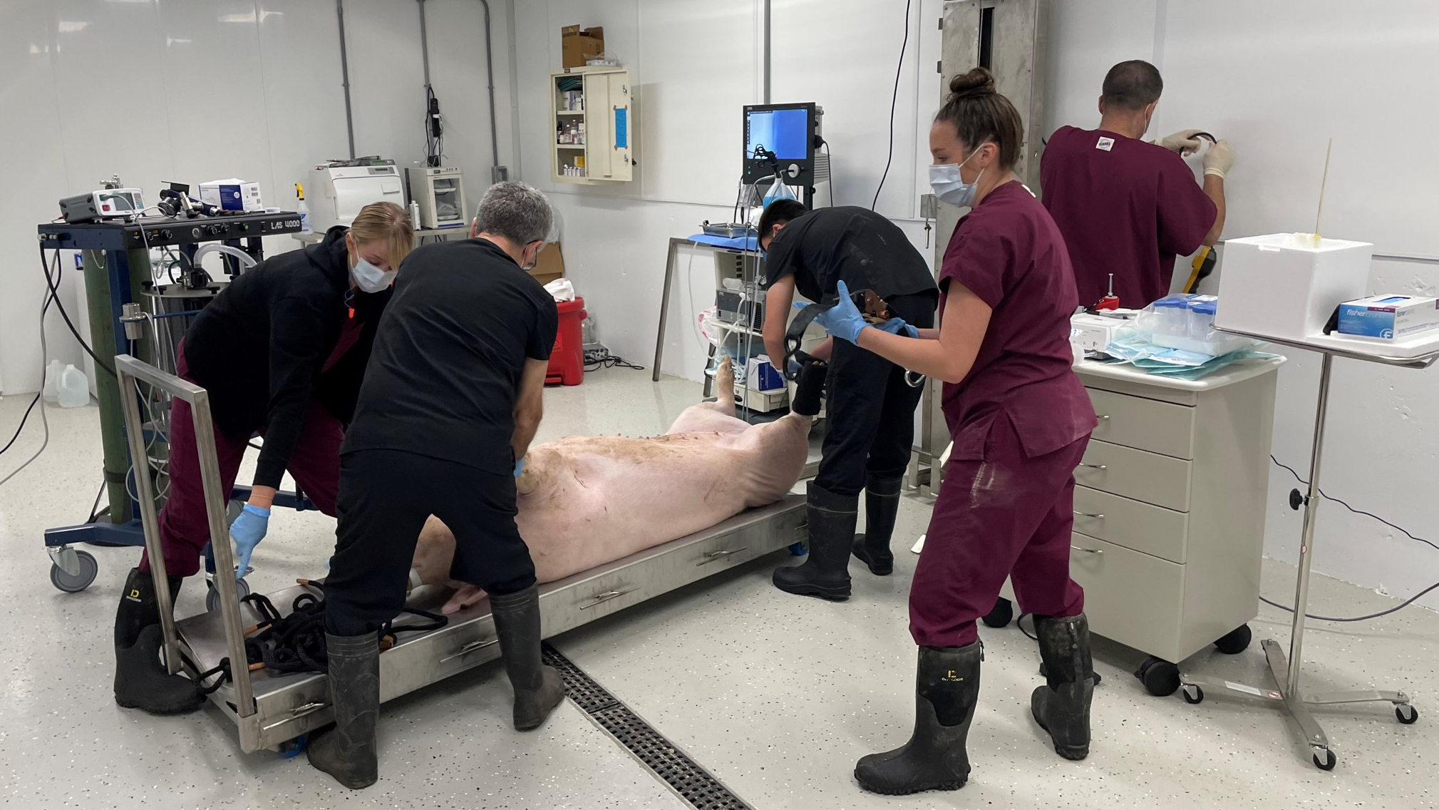 Cinco personas enmascaradas en un laboratorio haciendo tareas alrededor de un cerdo donante sedado acostado en una cama de metal
