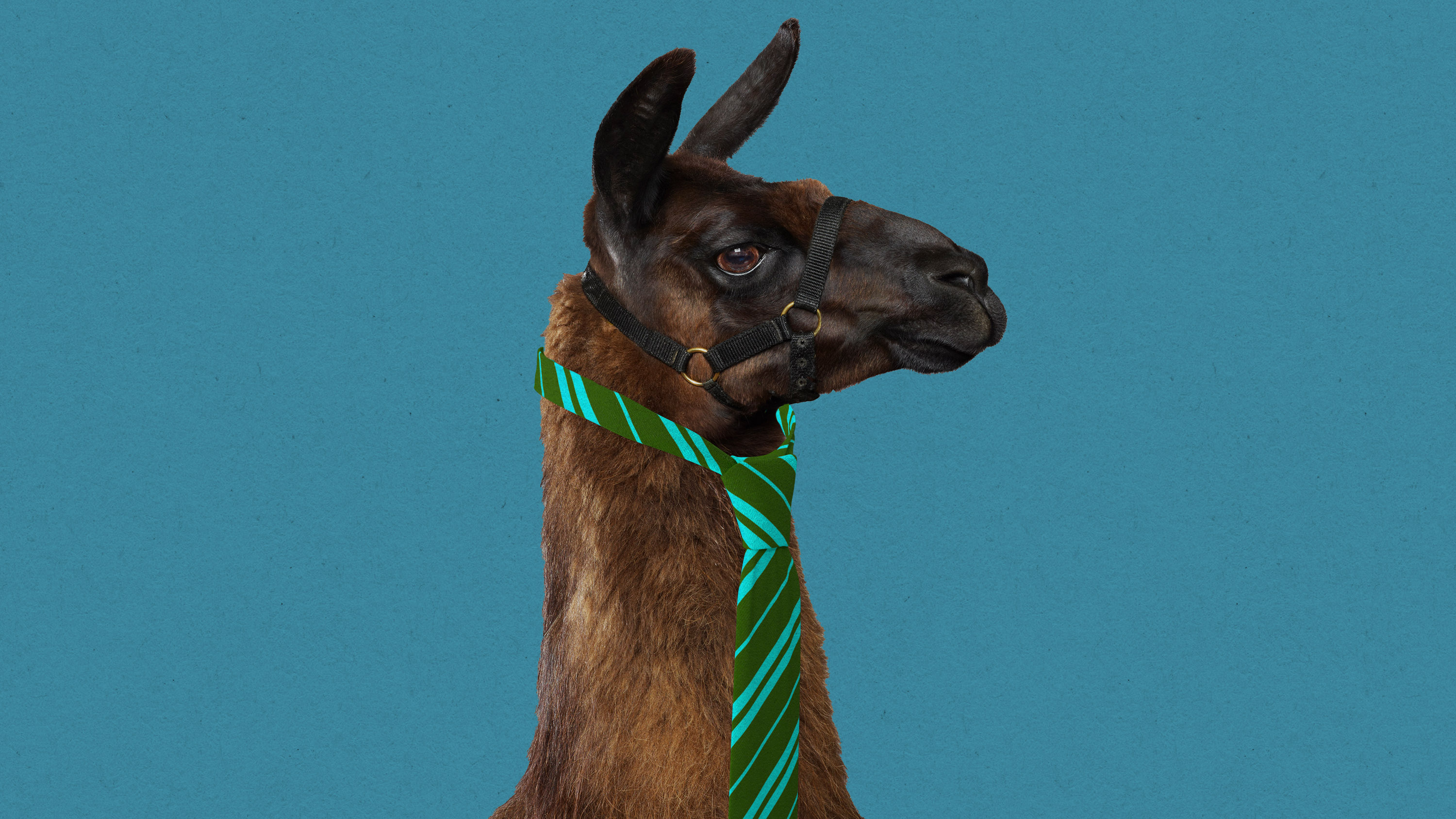 profile of a llama wearing a business tie