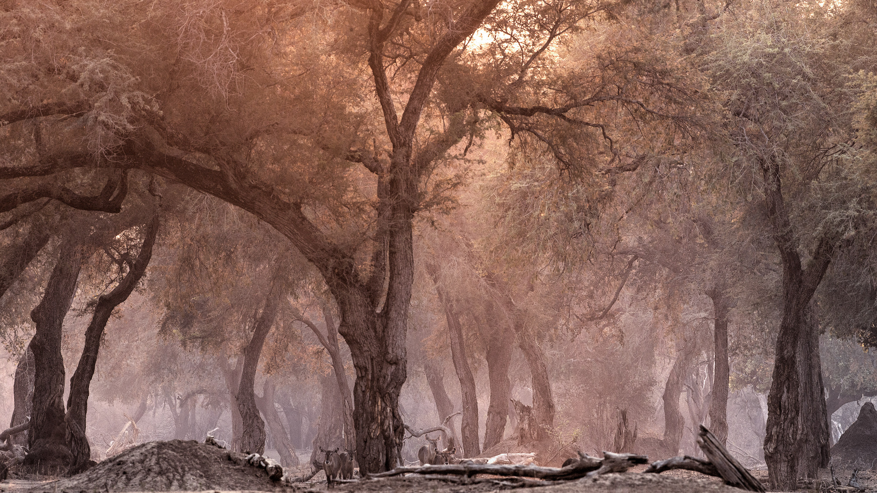 A forest scene at dawn with a few waterbuck under the trees at Mana Pools National Park, Zimbabwe
