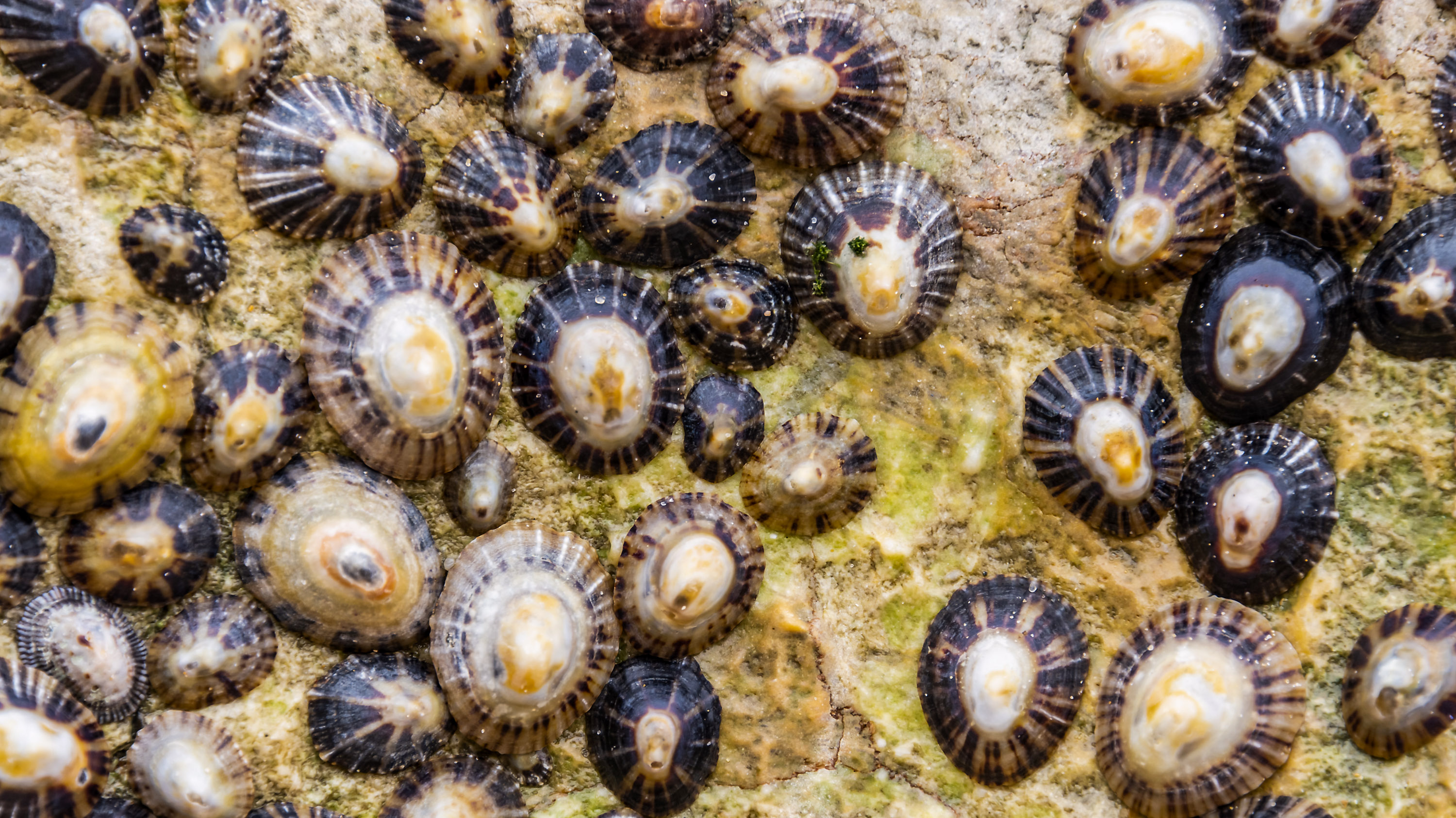 Several common limpets stuck on a beach rock.