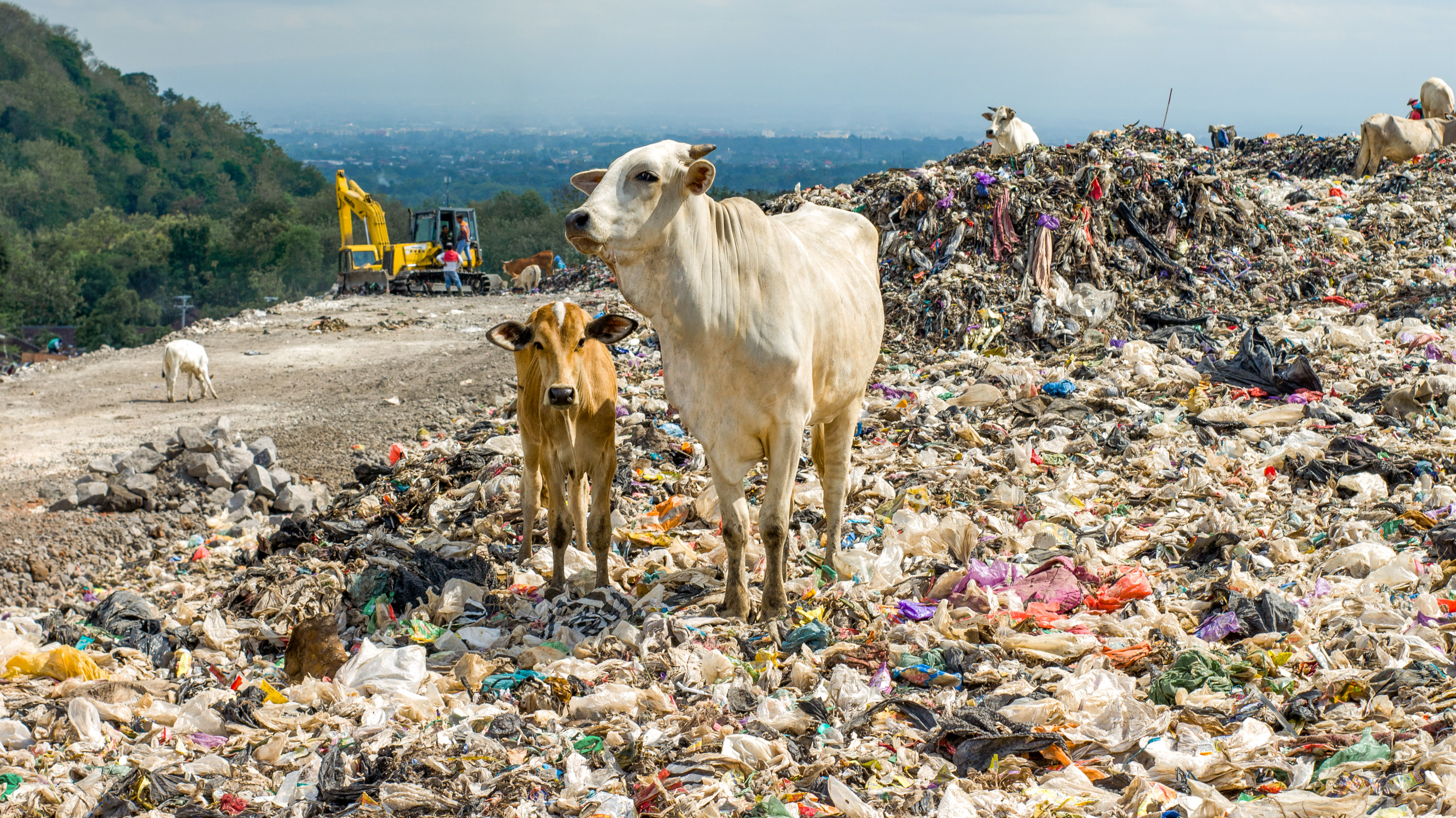 Cows sit and stand in plastic bags and other refuse in the municipal garbage shelter at piyungan landfill, Yogyakarta Indonesia
