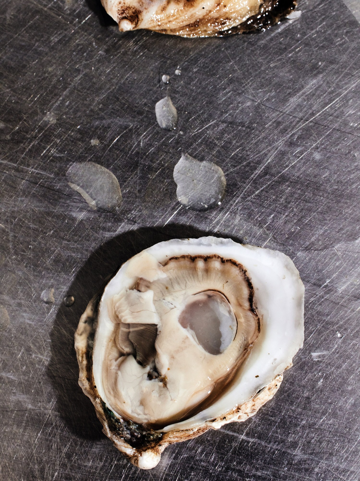 a single oyster on the half shell on a stainless steel worktop