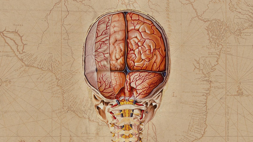 MIT / Un Mapa Detallado del Cerebro Humano: Avances y Aplicaciones