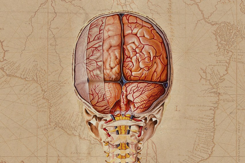 Brains, Body, Bones!: Understanding Our Skeleton (Hardcover) 