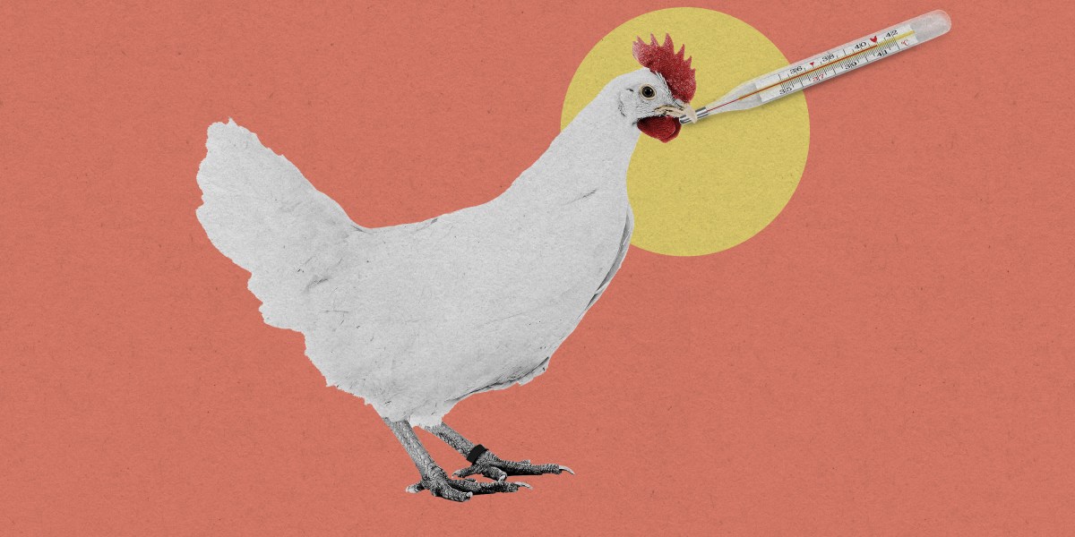 The Download: gene-edited chickens, and China’s green companies