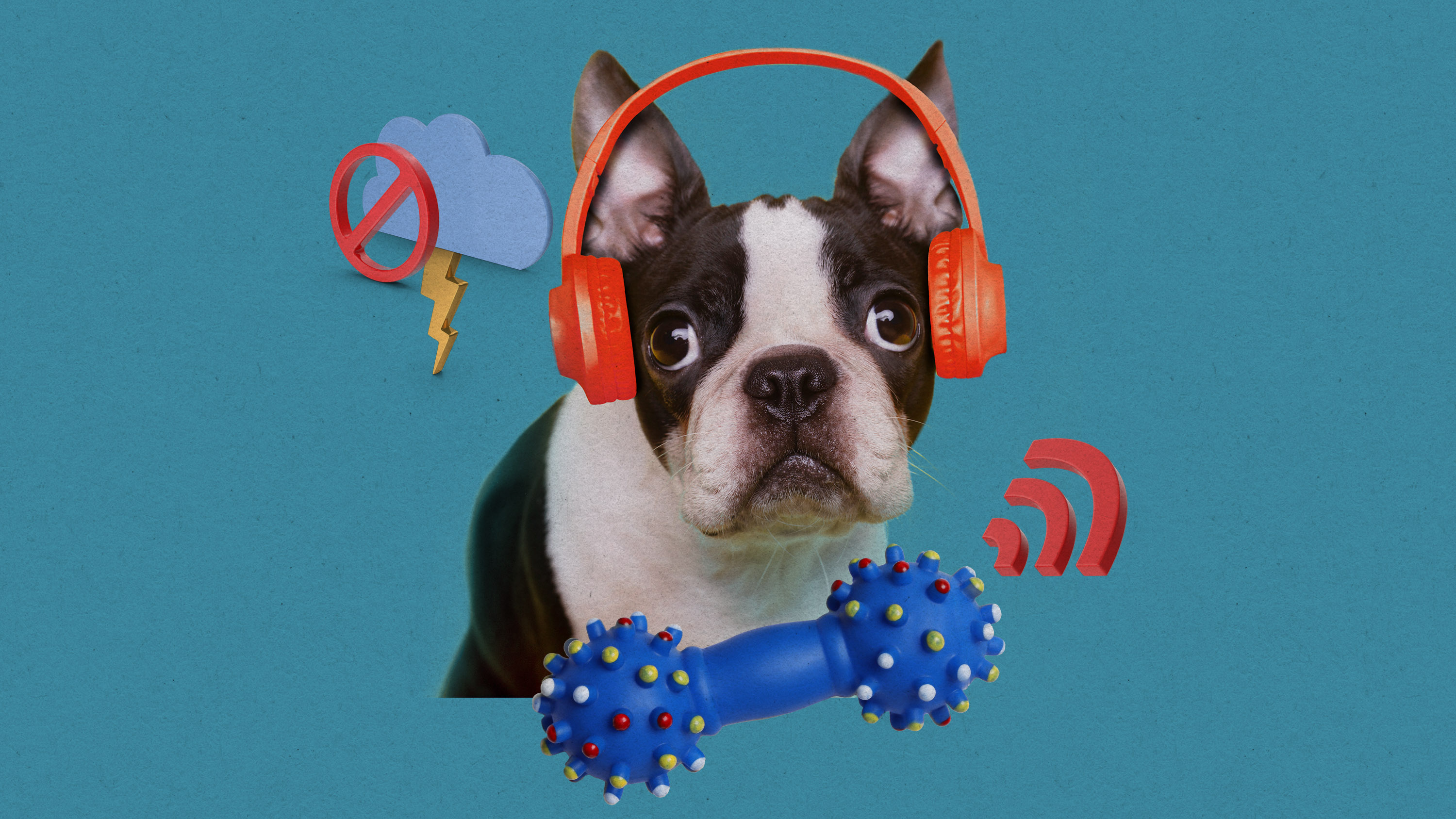 a boston terrier wearing red headphones can hear his squeak toy but not a cancelled-out storm