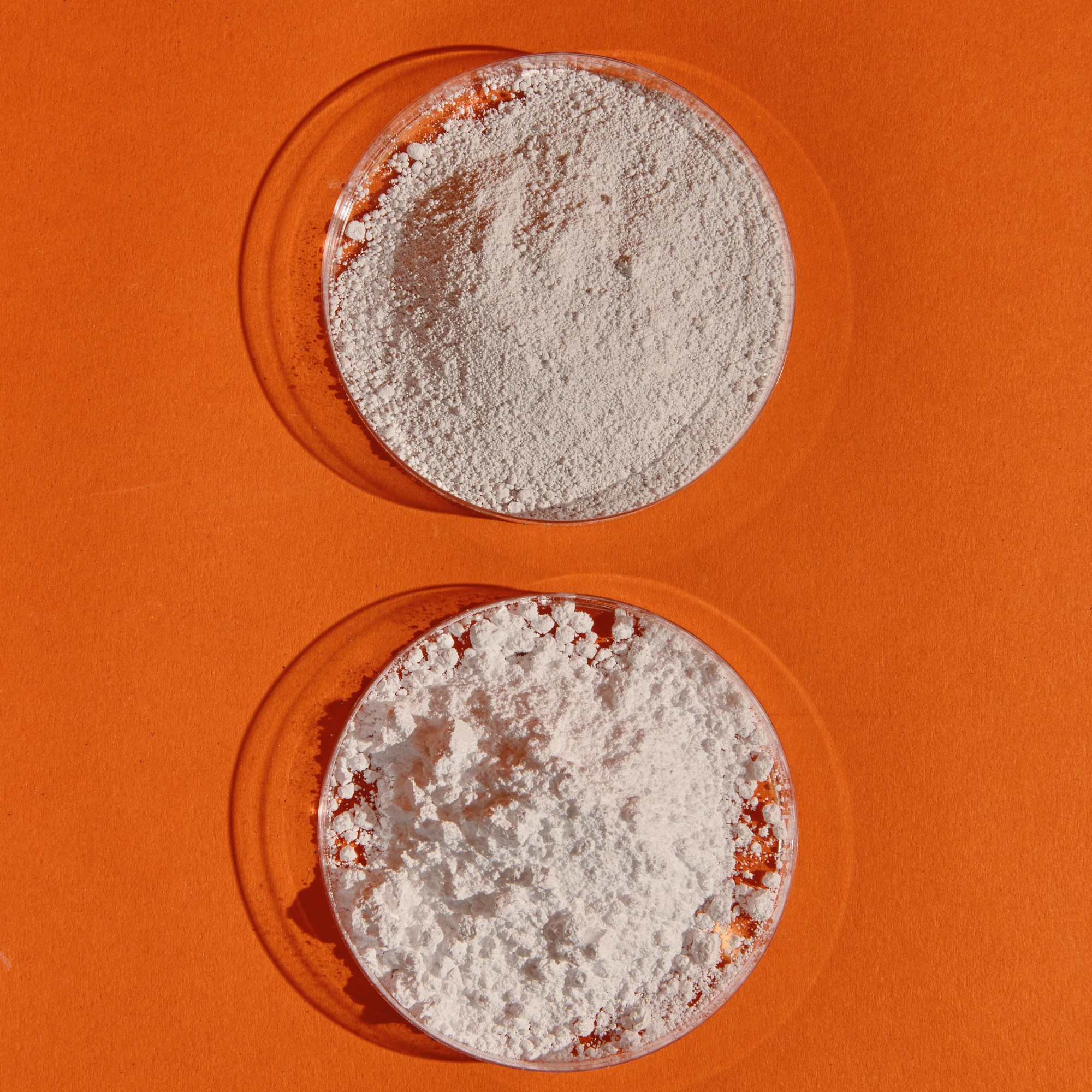 two petri dishes with powdered material