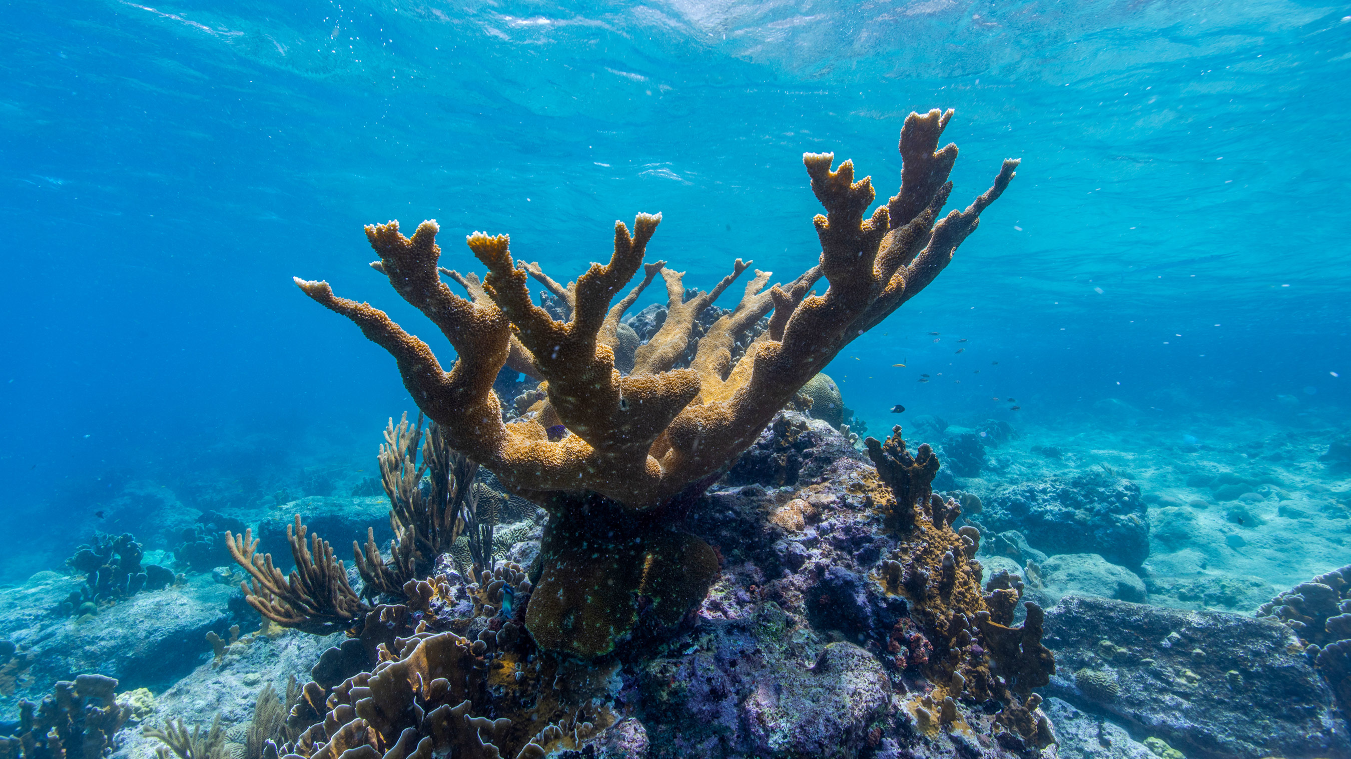 a coral reef