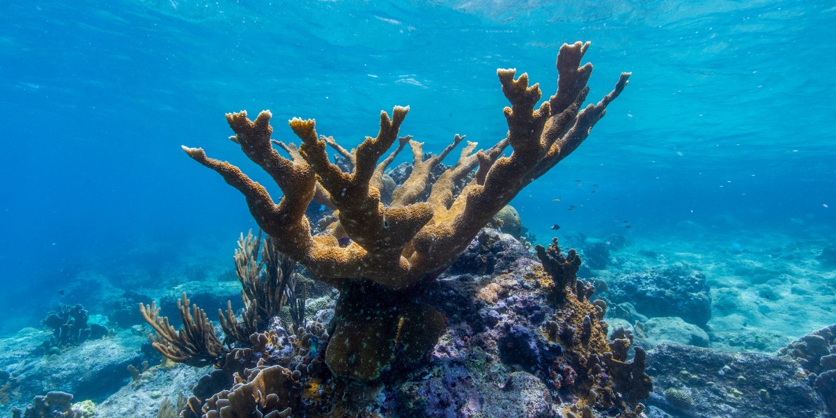 Ha comenzado la carrera para salvar los arrecifes de coral: congelándolos