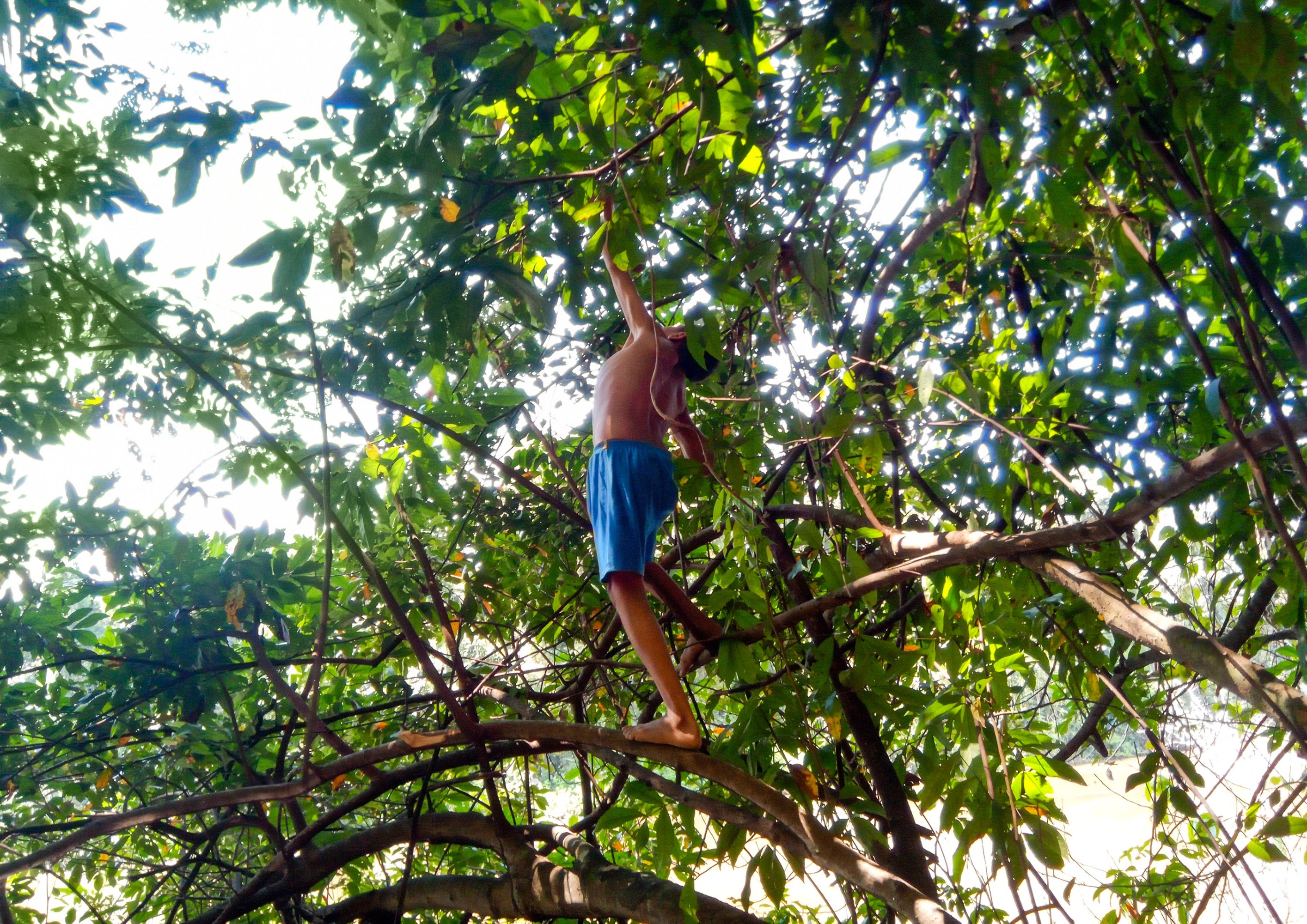 a Yanomami youth in a tree