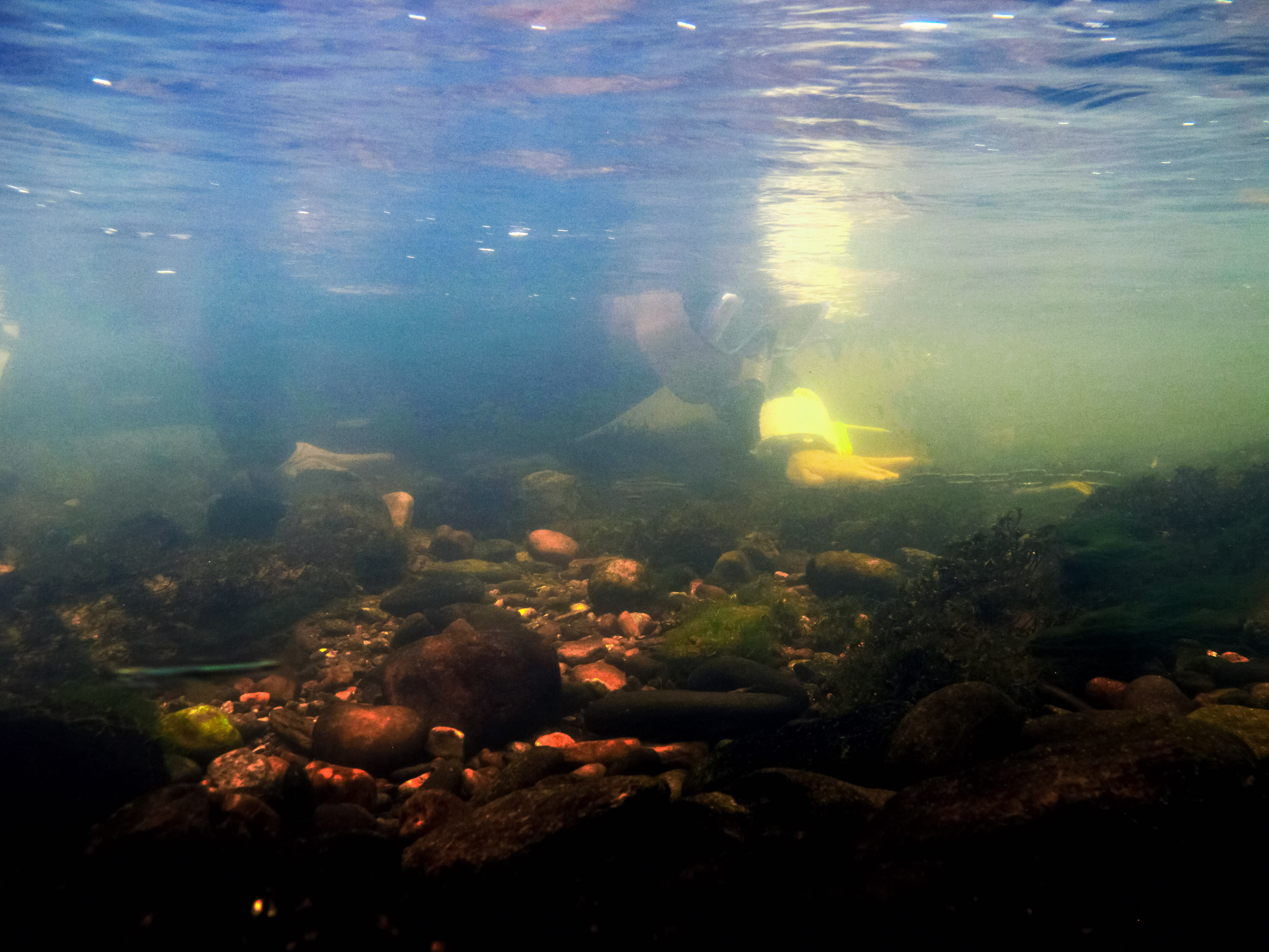 underwater view of a researcher snorkeling along the bottom of the river